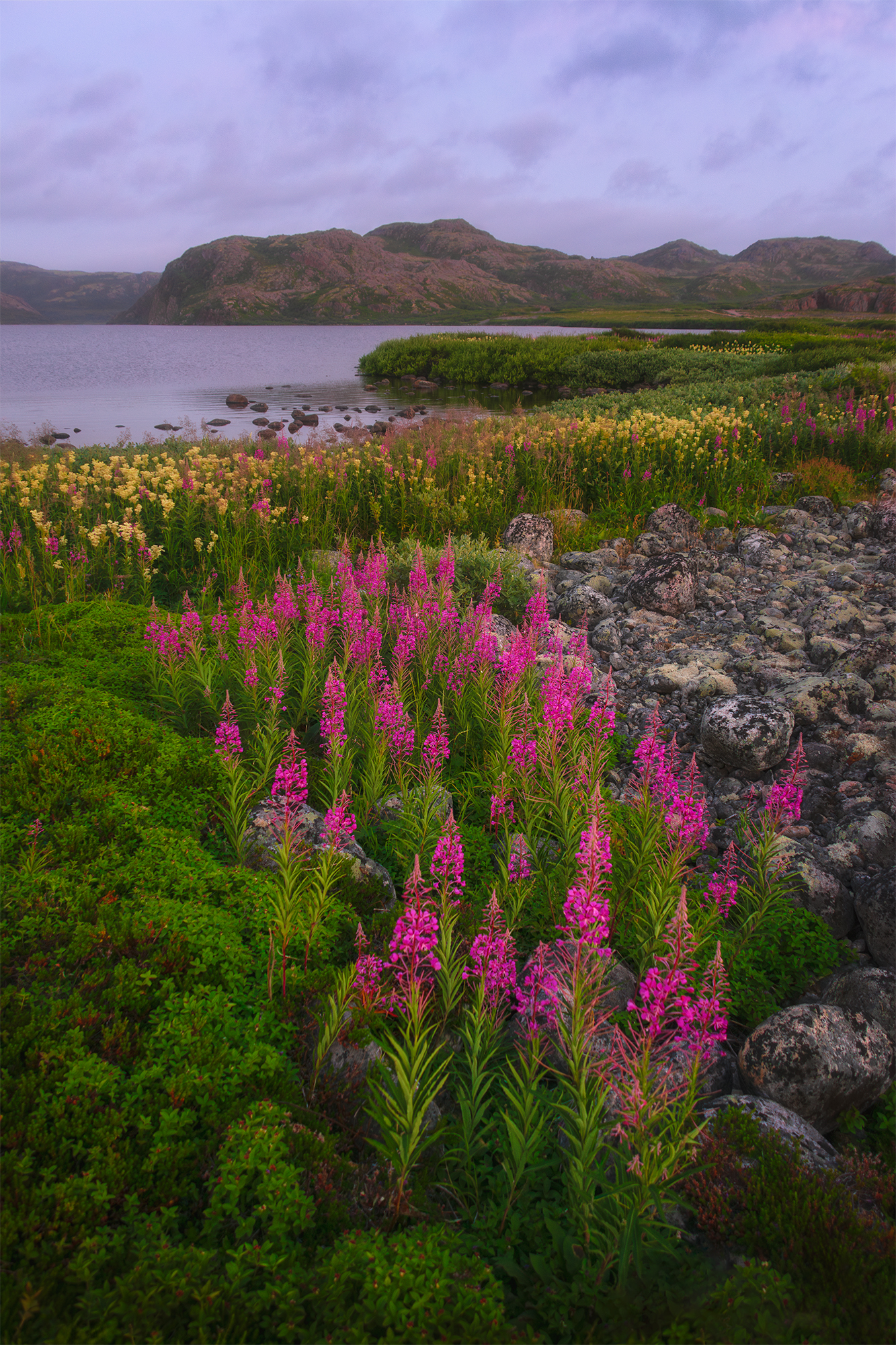 териберка, цветы, закат, скалы, кольский, Растворов Игорь
