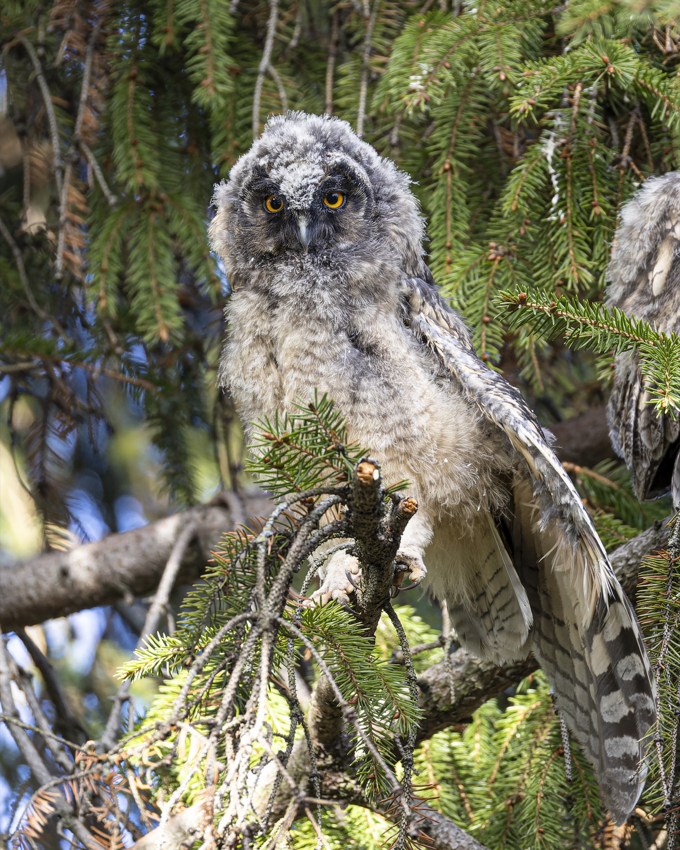 ушастая сова, совенок, совята, птицы, сова, Ruslan Pl