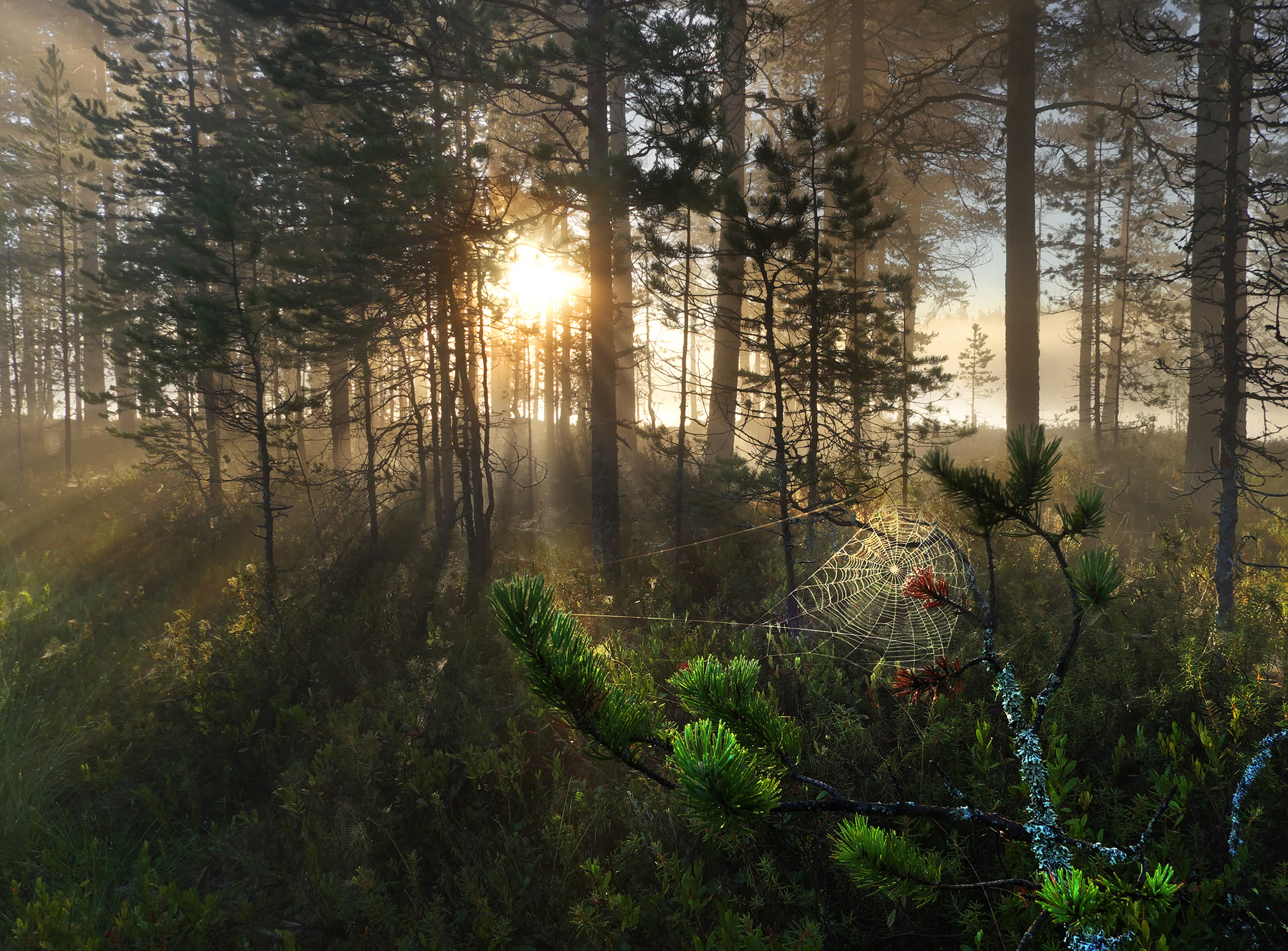 карелия, тайга, восход солнца, белые ночи, лес, паутина, Аркадий Мотовилов