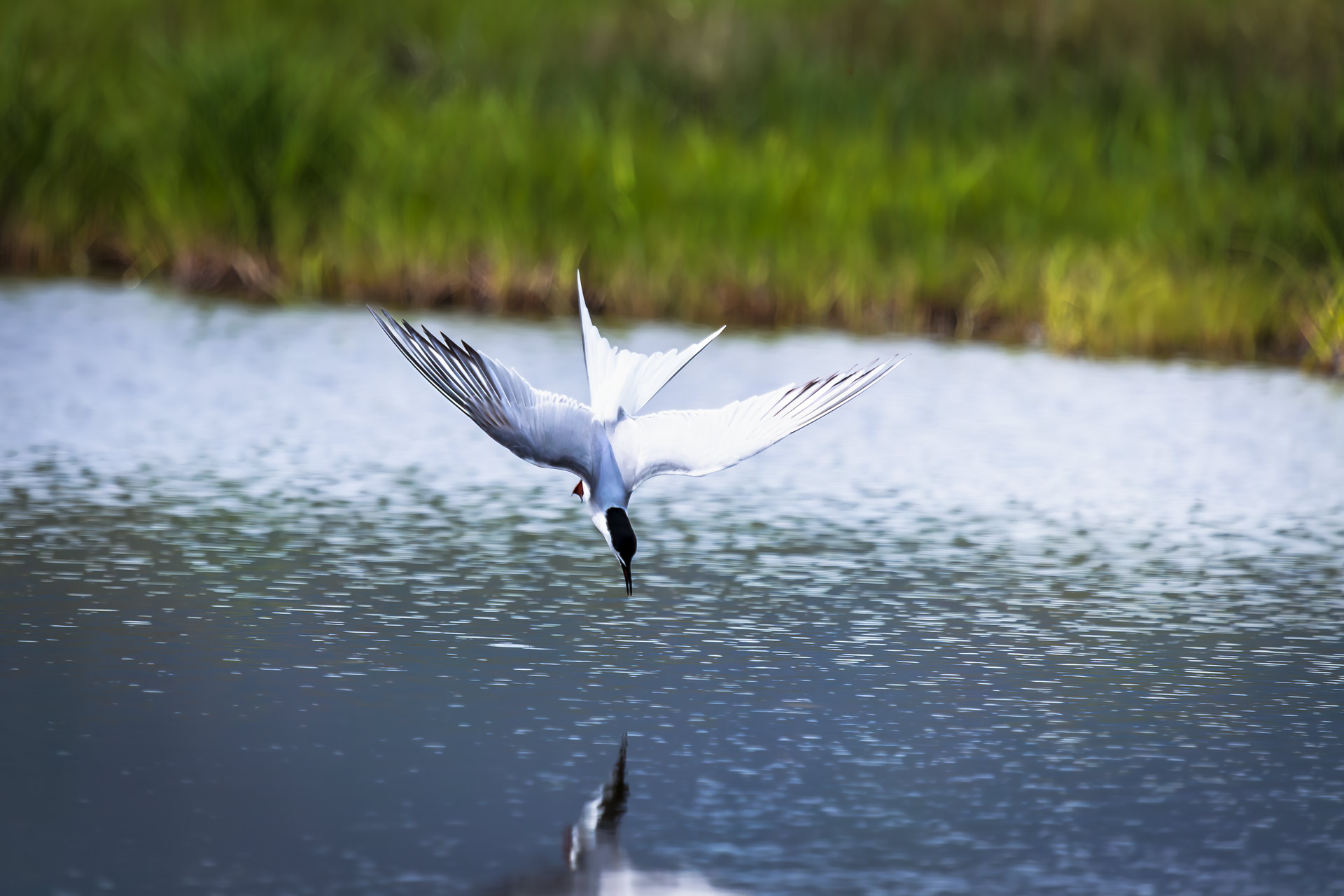 крачка; чайка; охота; пикирование; озеро; камчатский край, Уткин Дмитрий