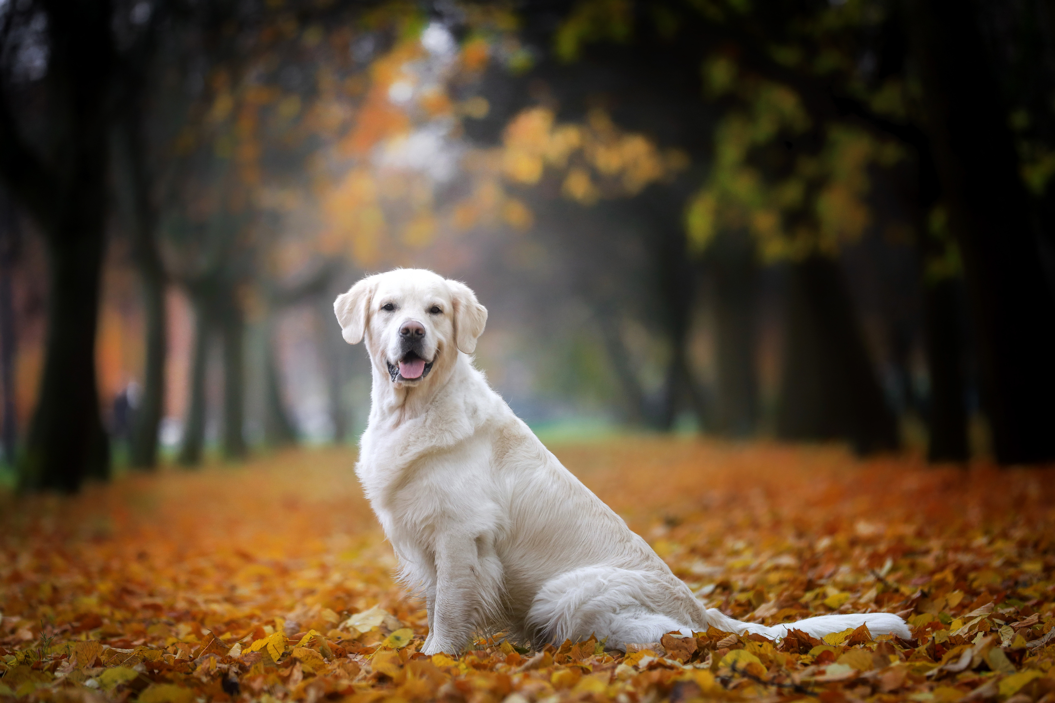 , Андрей Ершов