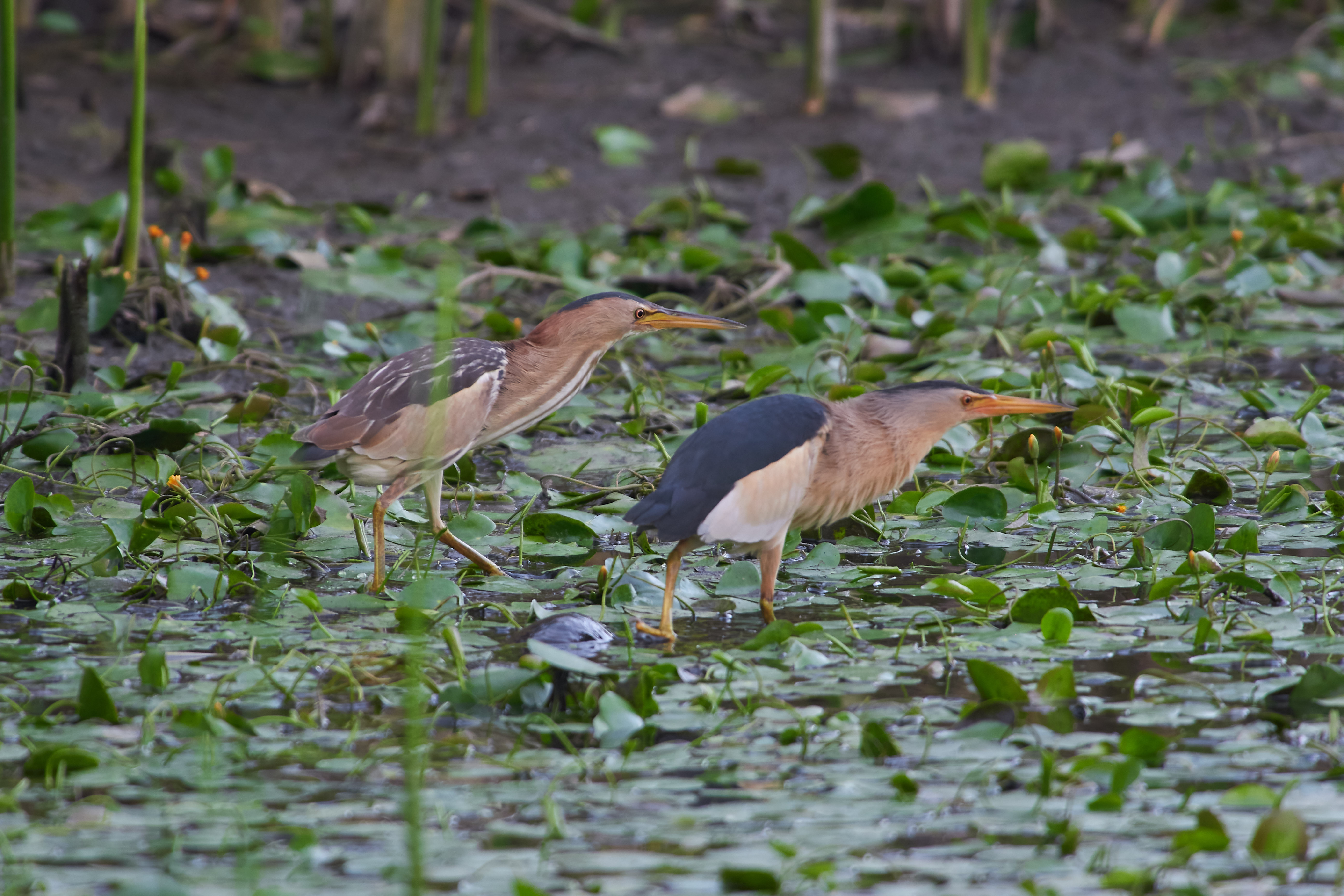 малая выпь, Ixobrychus minutus,, Павел Сторчилов