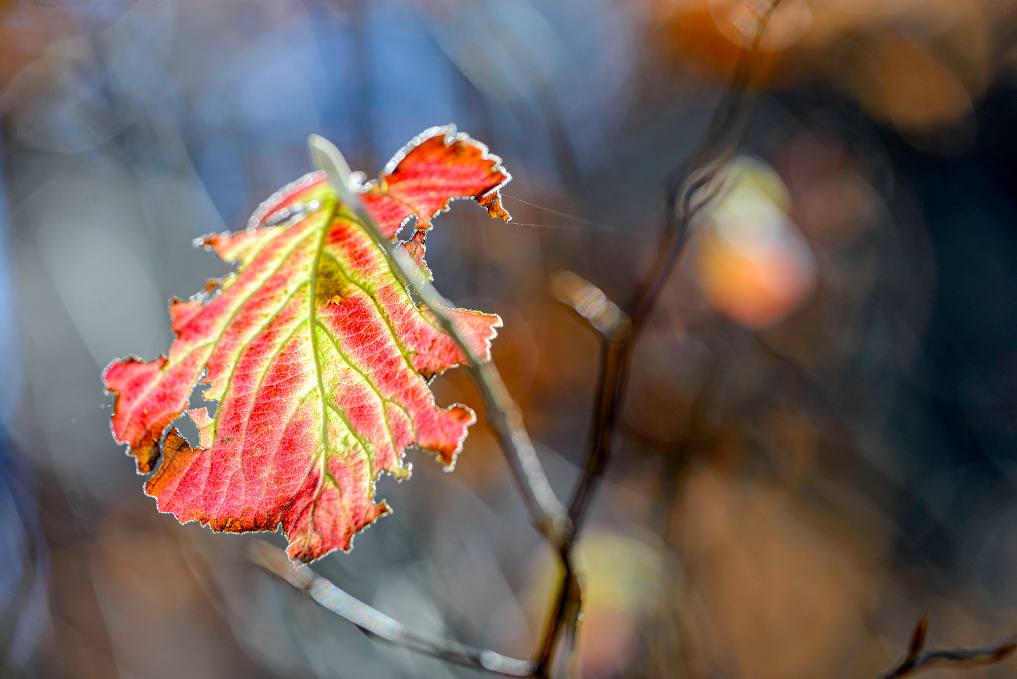 , Светослав Радков