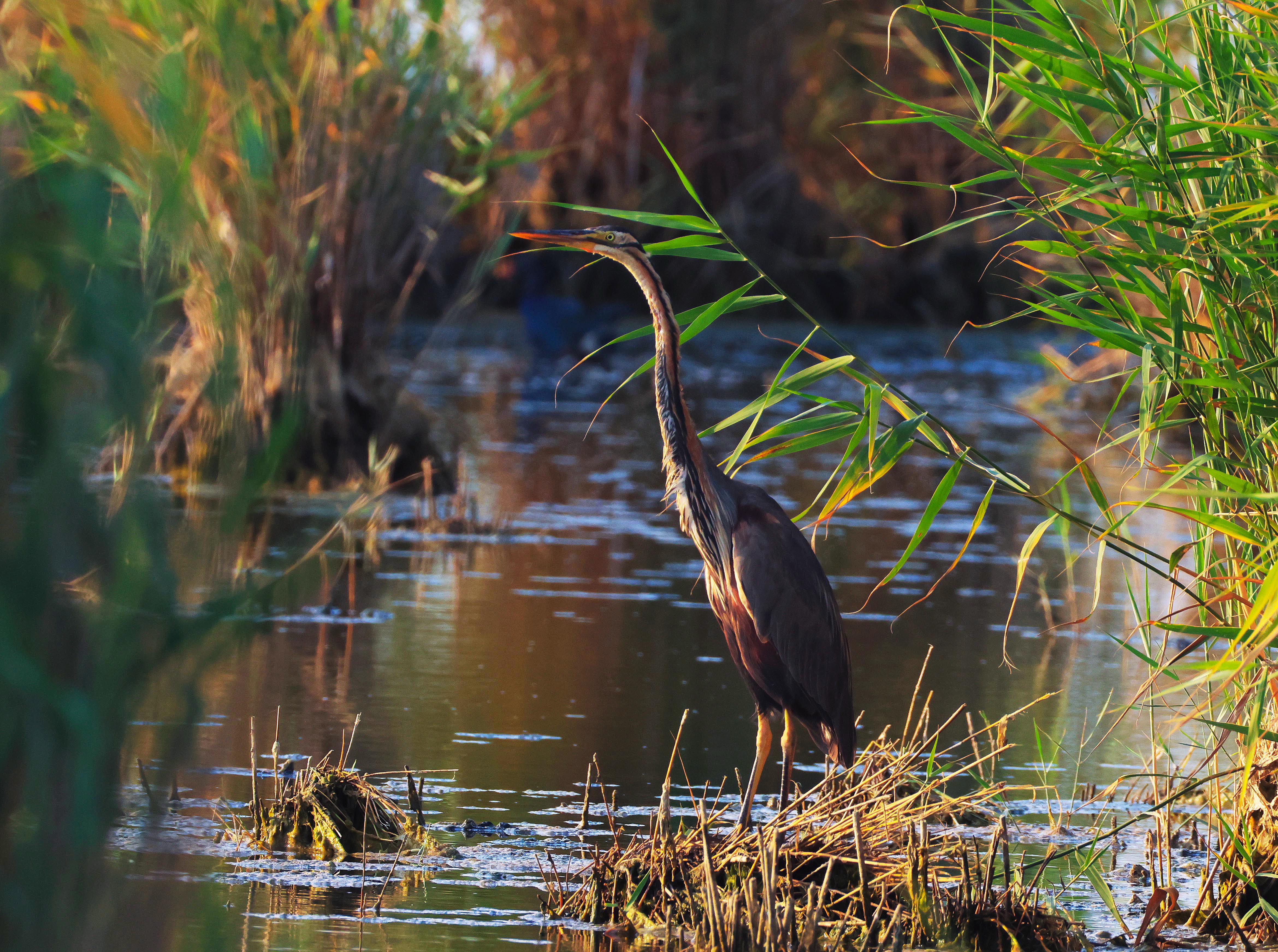 цапля,, Magov Marat