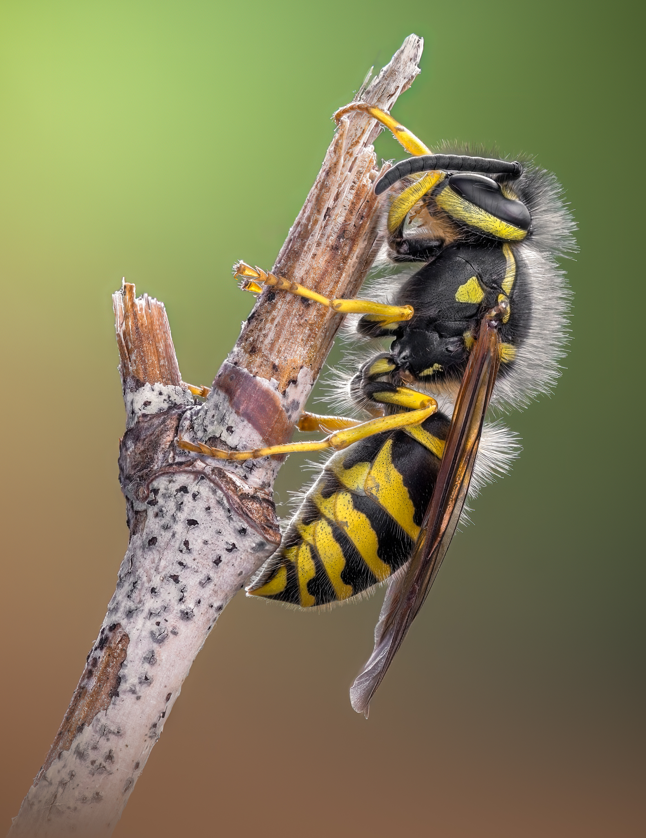 wasp, insect, macro, nature, wild, insects, bee, yellow jacket, hornet, sting, autumn,, Atul Saluja
