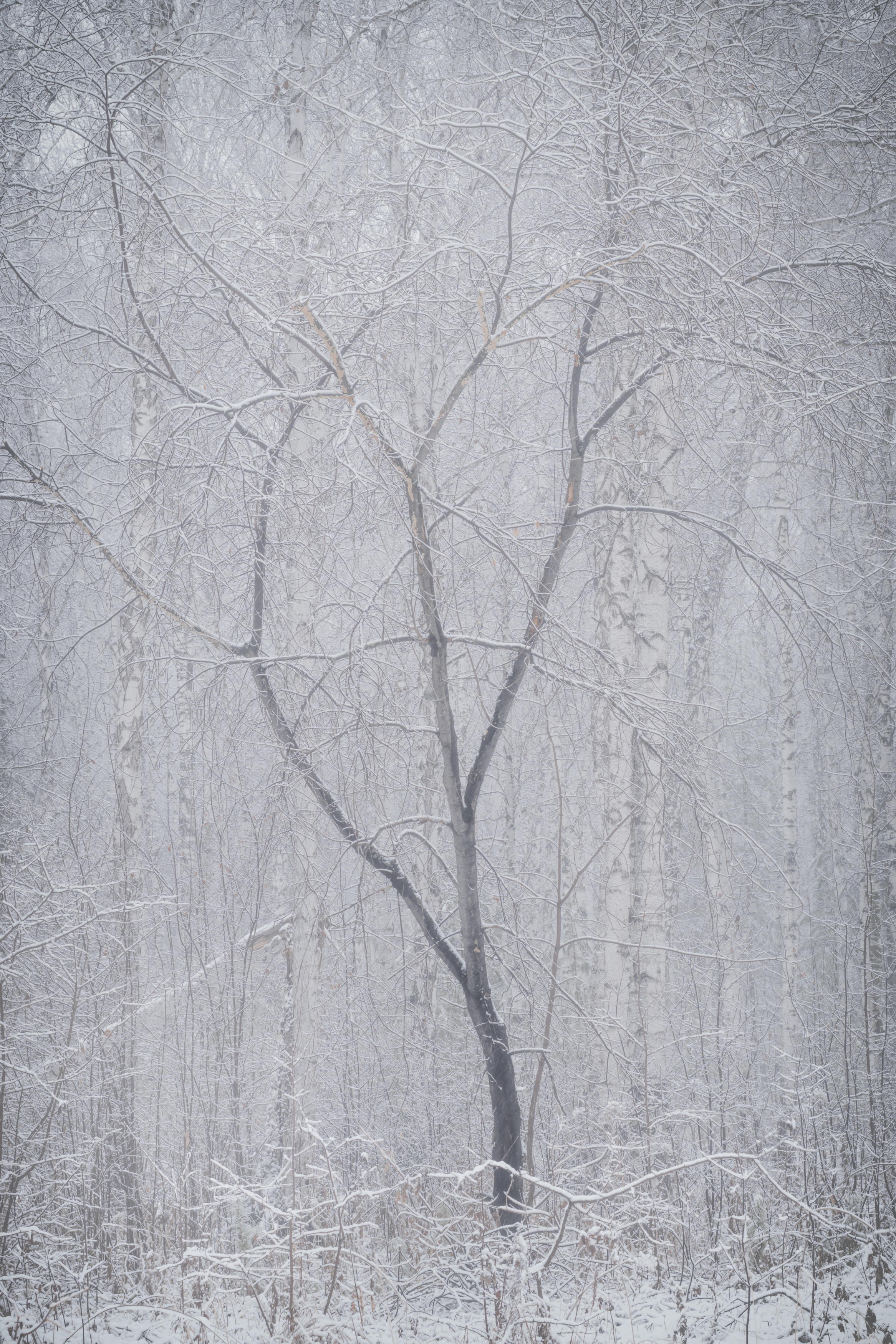 зима, лес, дерево, туман, иней, пейзаж, минимализм, одиночество, тишина, холод, поэзия, свет, атмосфера, winter, forest, tree, fog, frost, landscape, minimalism, solitude, silence, cold, poetry, light, atmosphere, Толстоноженко Илья