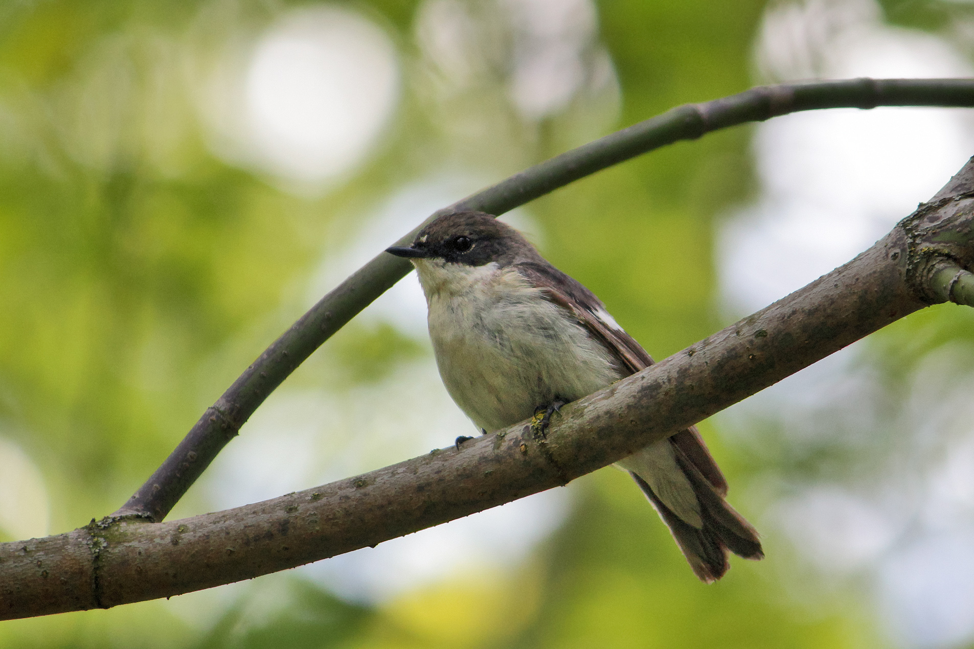 мухоловка, мухоловка-пеструшка, мухоловка черноголовая, березовка, ficedula hypoleuca, КарОл