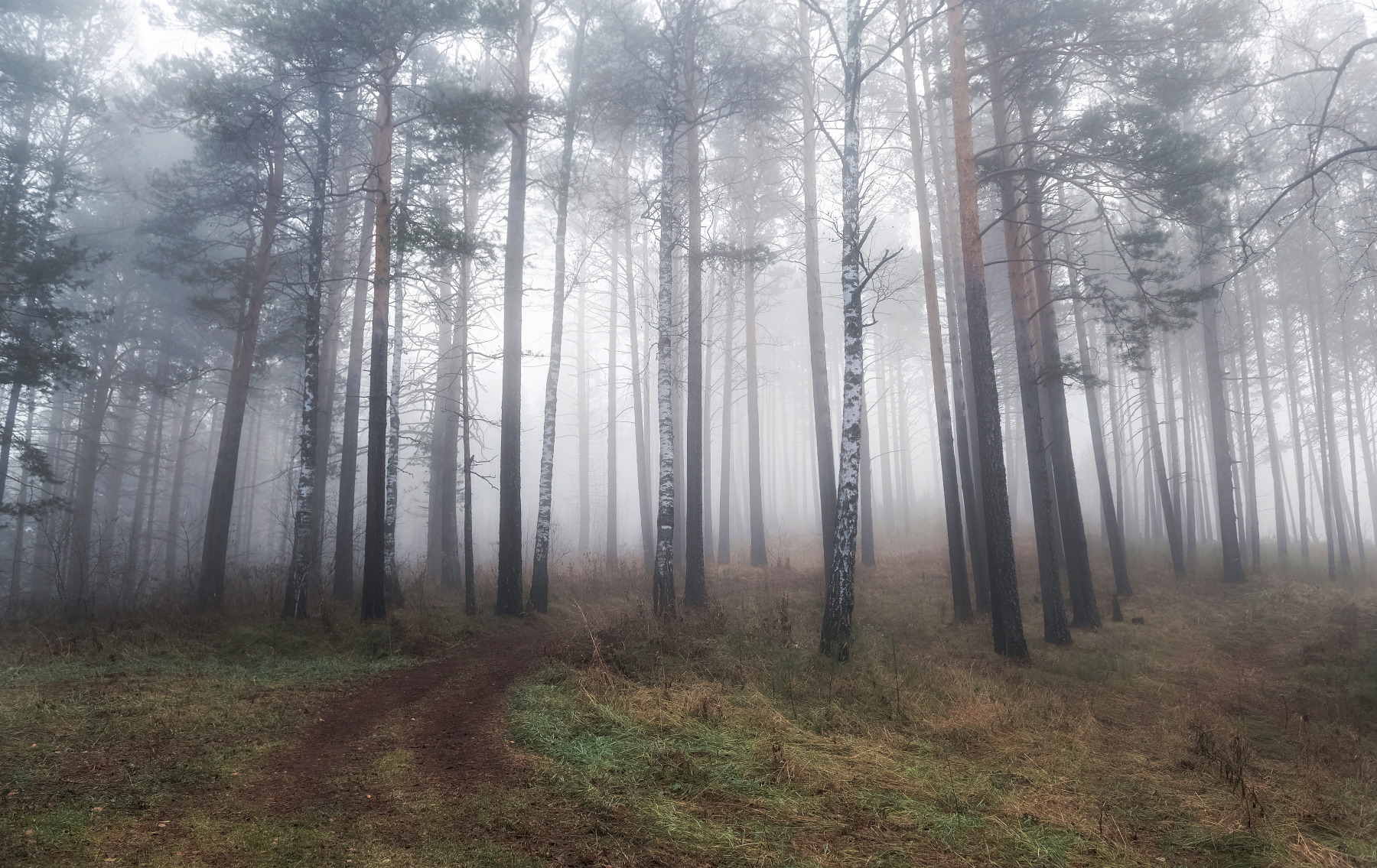 осень, туман, лес. сибирь, сосны, Марина Фомина