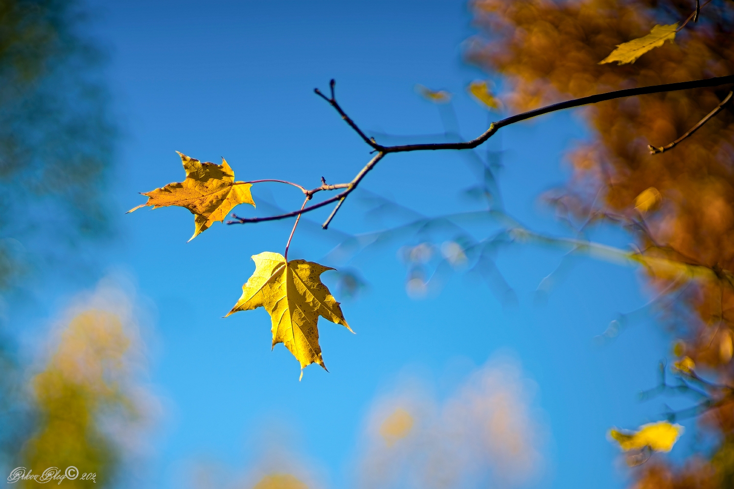 , Орлов Олег