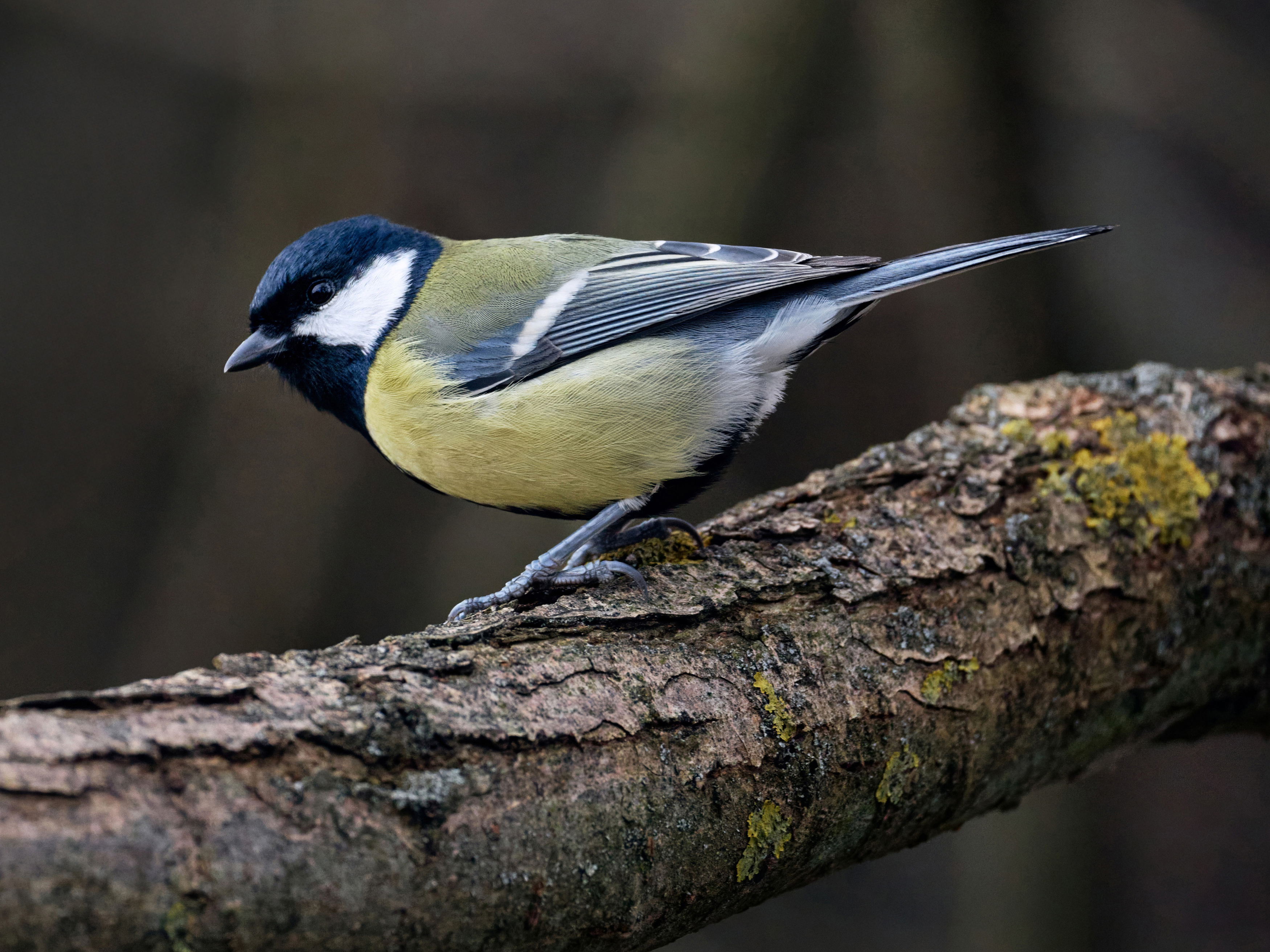 , ssmirs Сергей