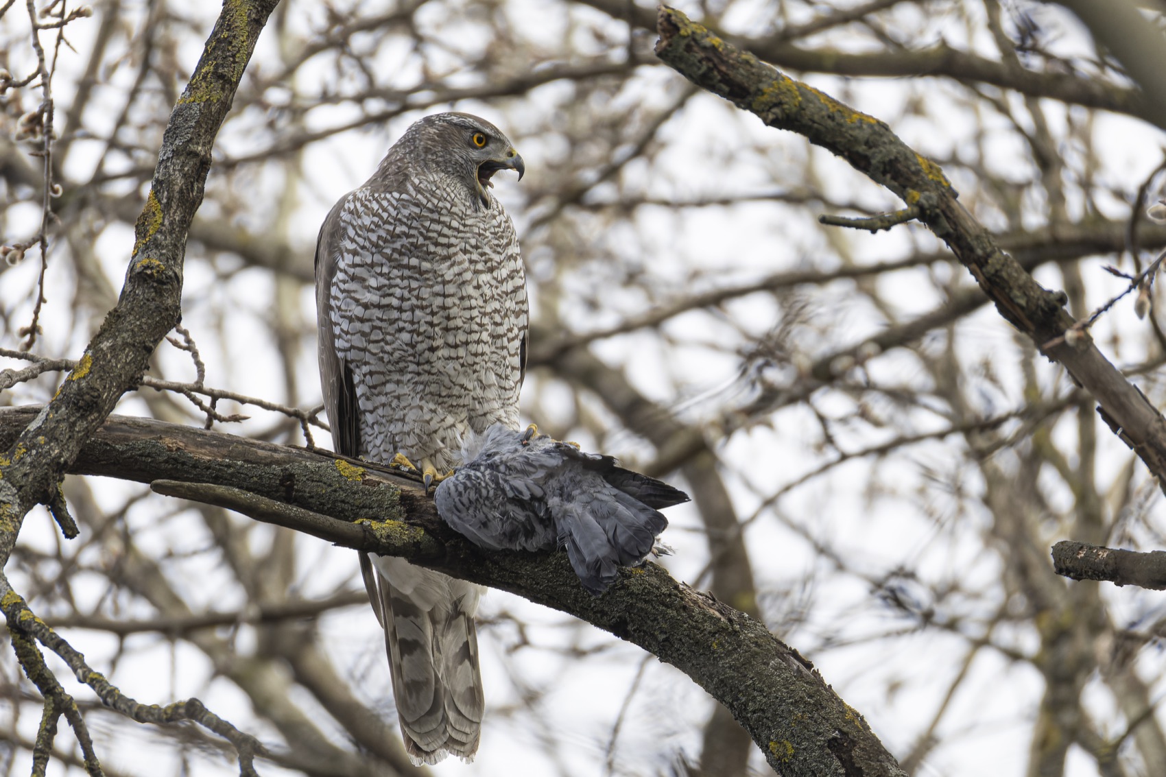 ястреб тетеревятник, ястреб, тетеревятник, птицы, ястреб-тетеревятник, хищники, хищная птица. hawk, birds, goshawk, Ruslan Pl