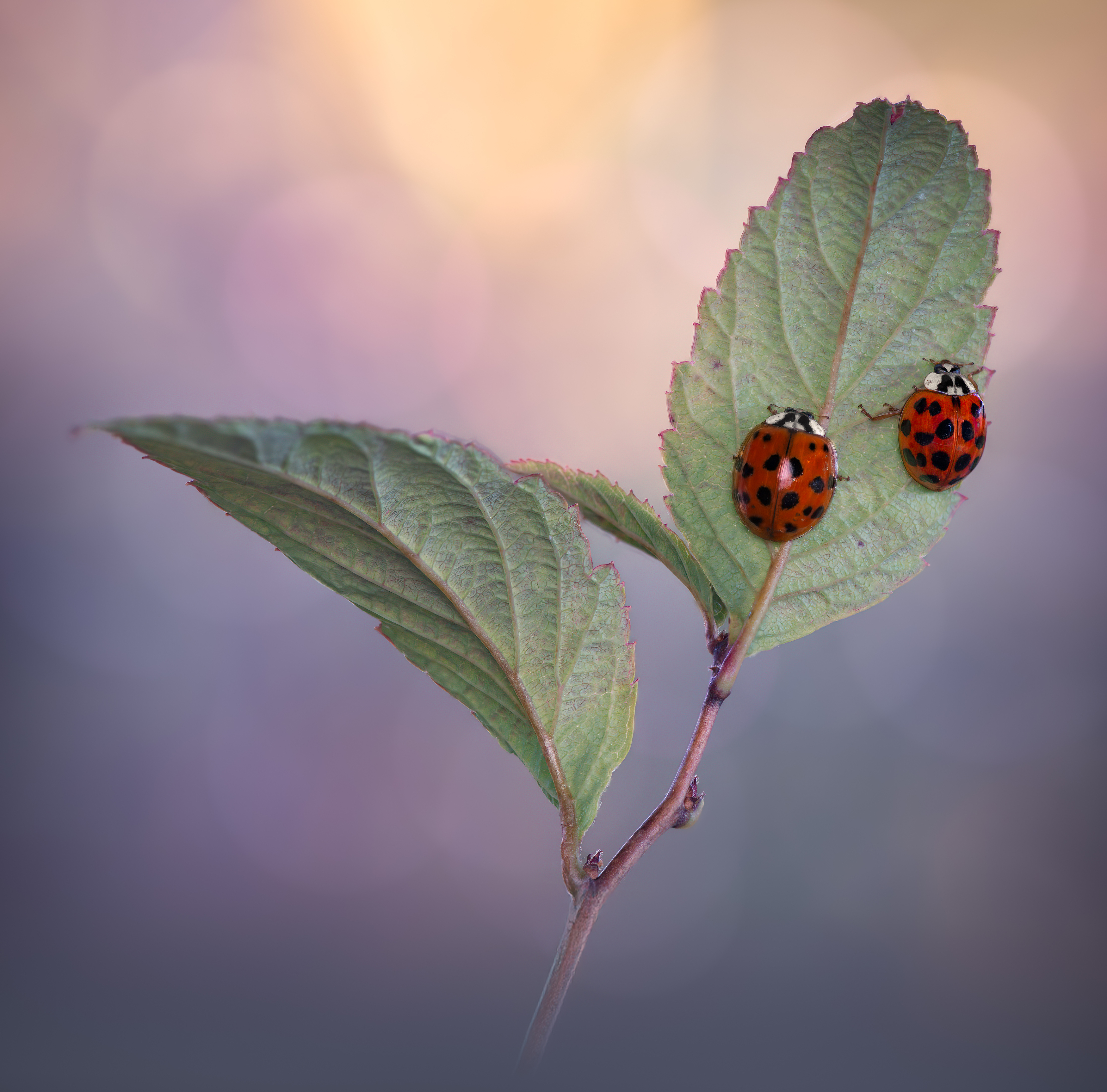 ladybug, beetle, insect, flower, macro, bugs, ladybird,, Atul Saluja