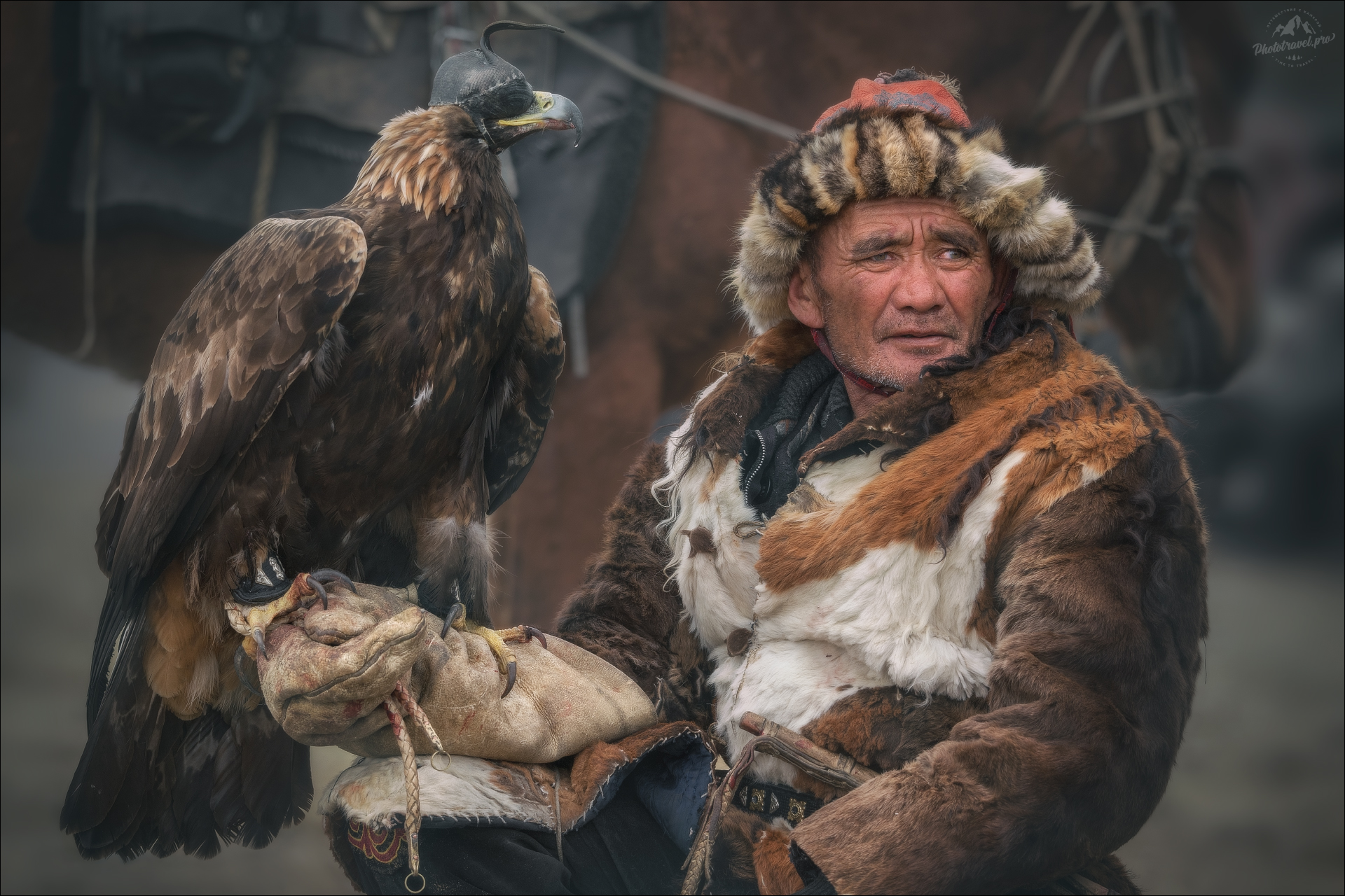 беркут, беркутчи, монголия, mongolia, алтай, фототур на алтай и в монголию, фототуры 2026, phototravel.pro, фототур на алтай осенью 2026, golden eagle festival, sagsay golden eagle festival, фестиваль охотников с беркутами, фестиваль беркутчи, Влад Соколовский