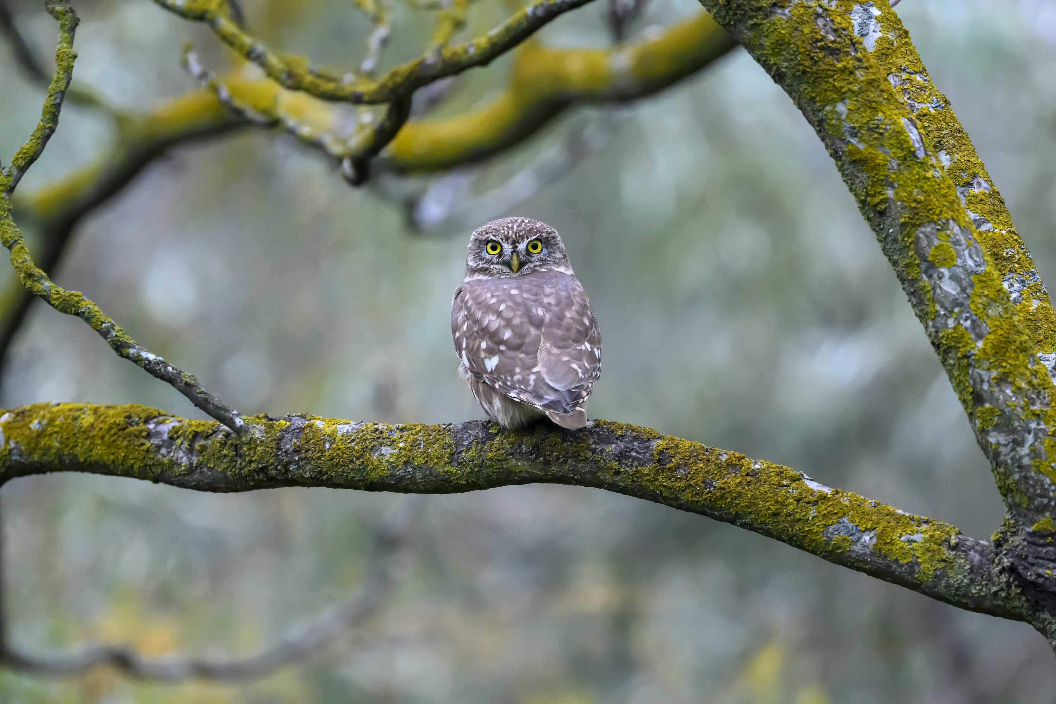 , Пупонин Сергей