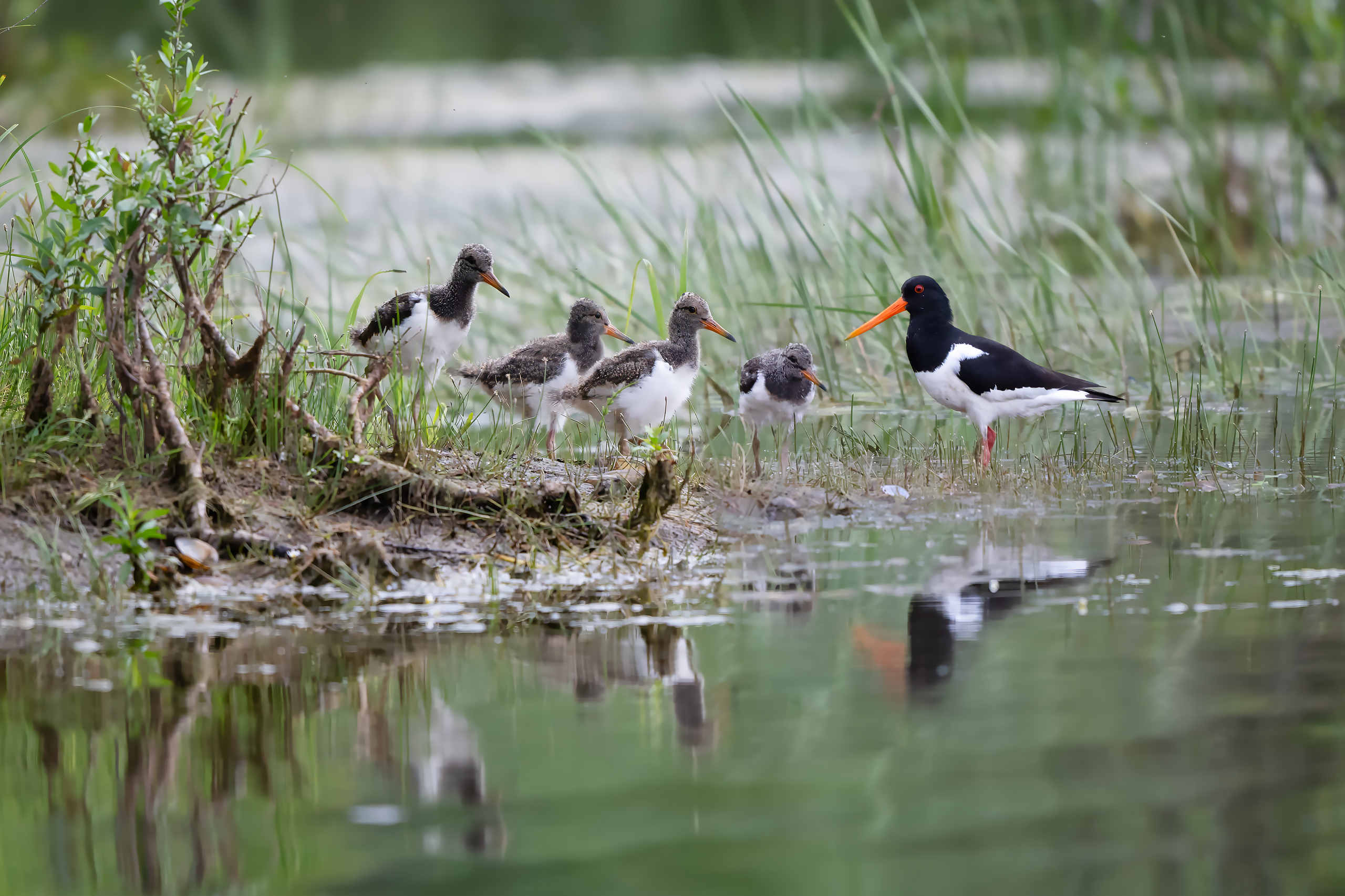 , Проценко Татьяна