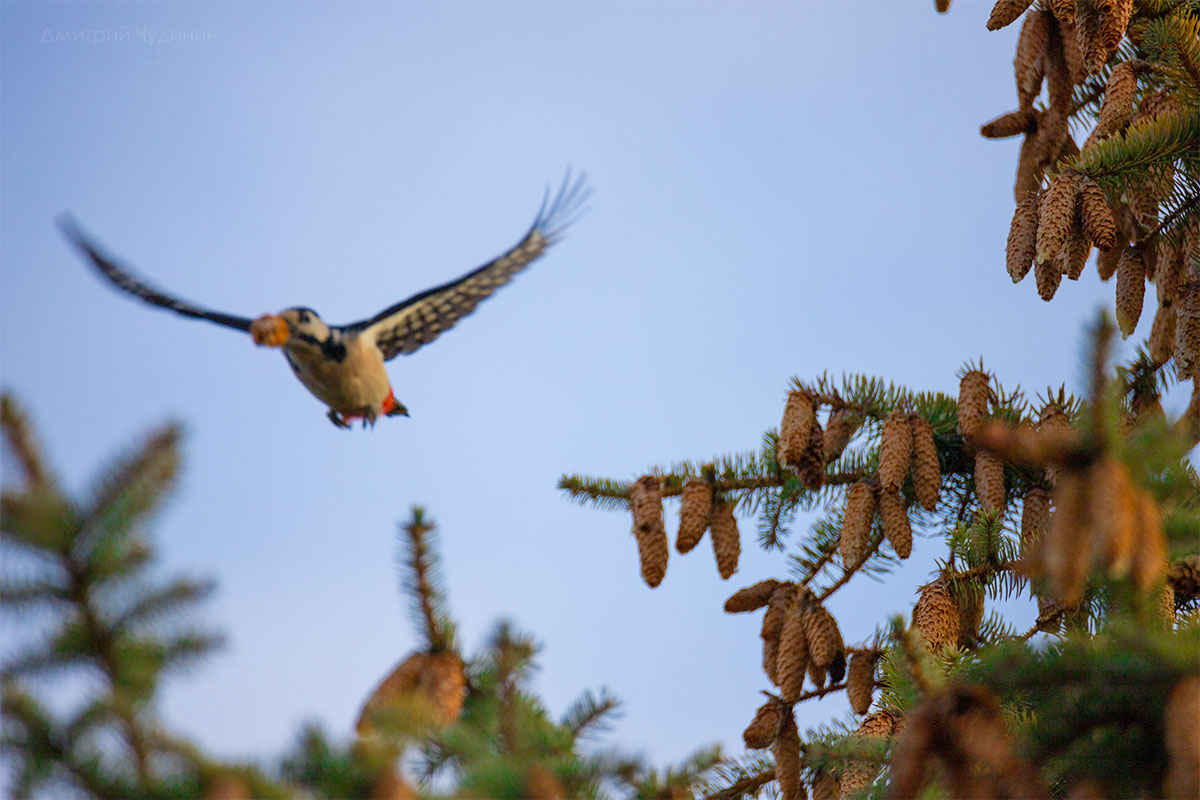 , Чудинин Дмитрий