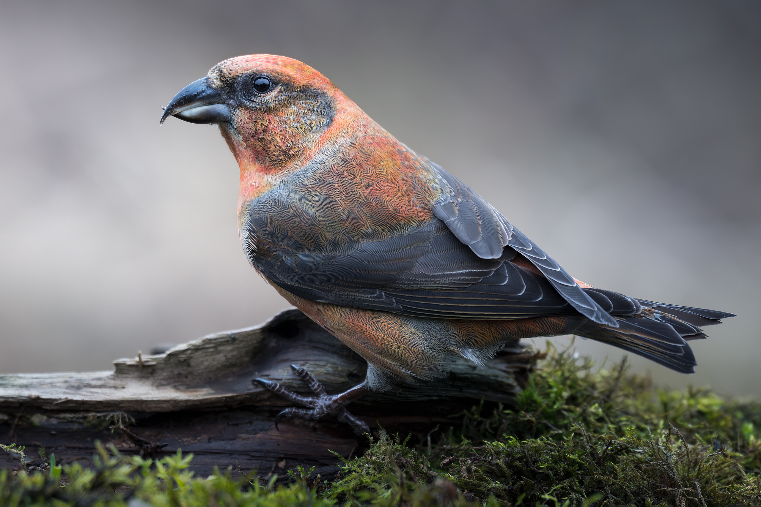 , Поляков Михаил