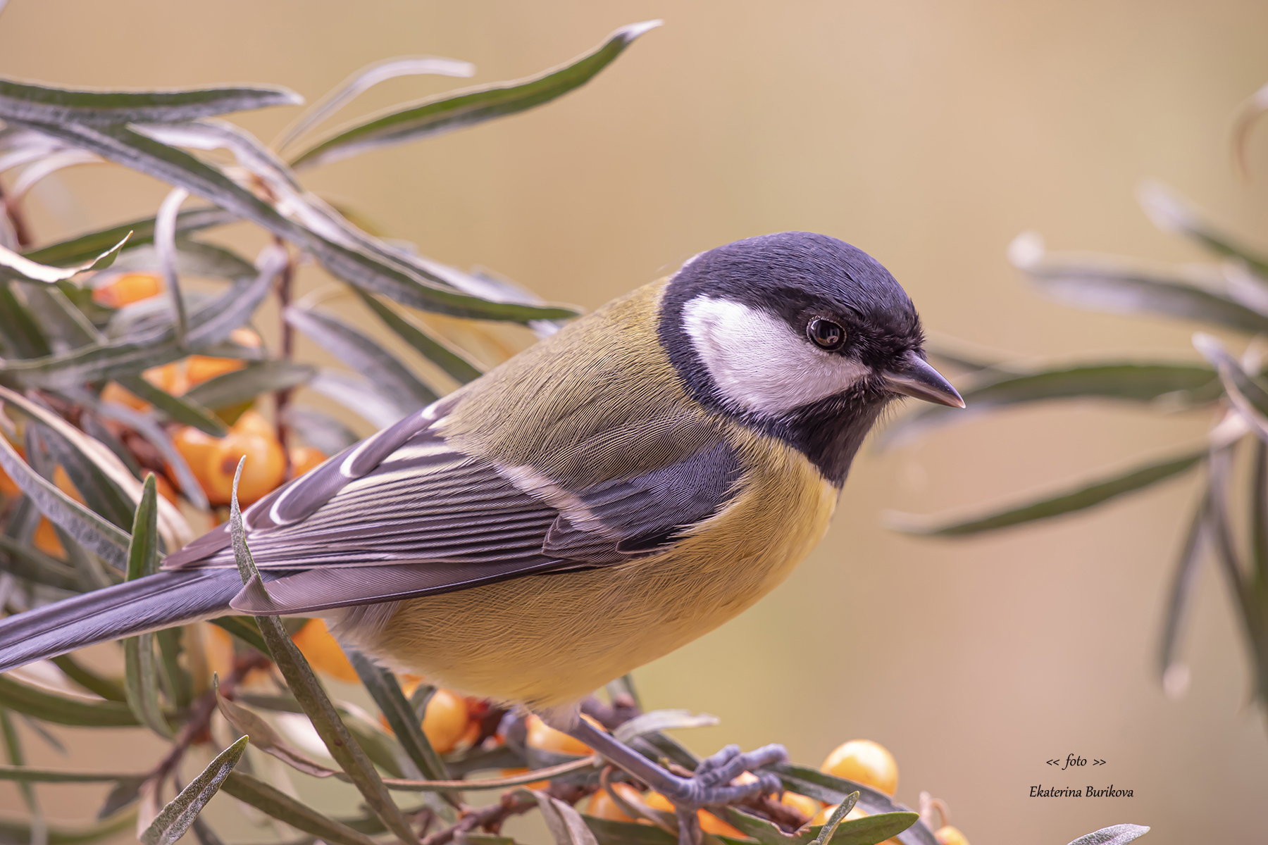 синицы , птицы , дикая природа ., Бурикова Екатерина
