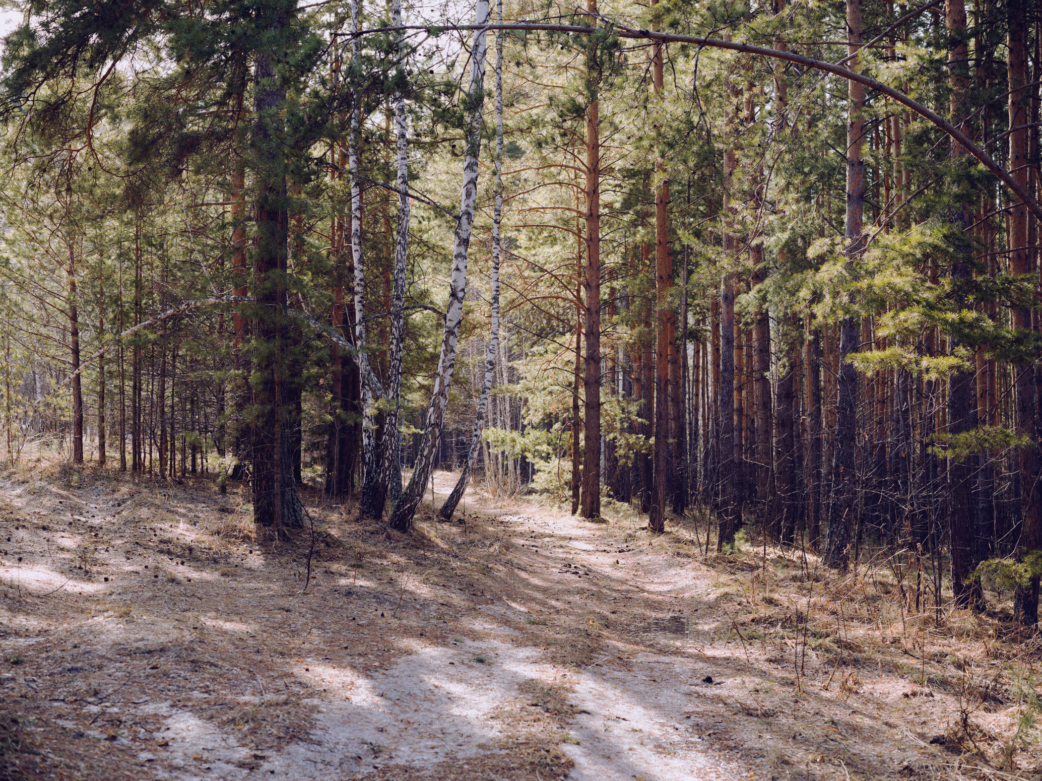 , Шустиков Дмитрий