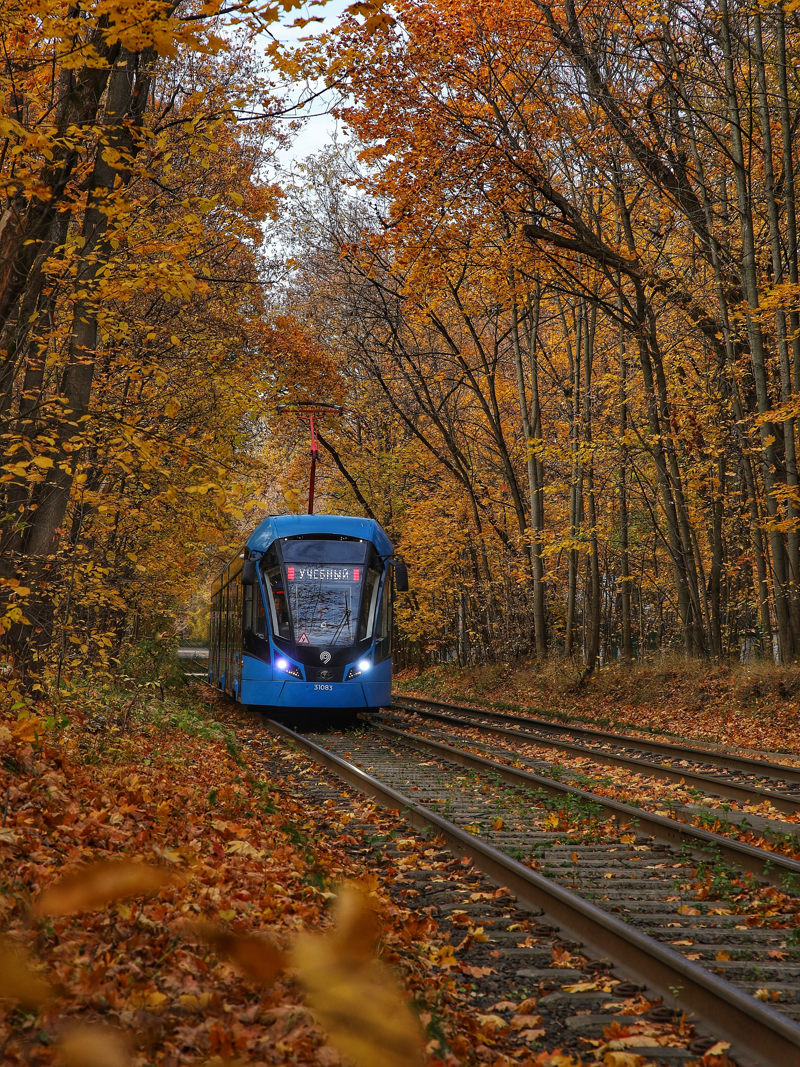 , Angelica Medvedeva