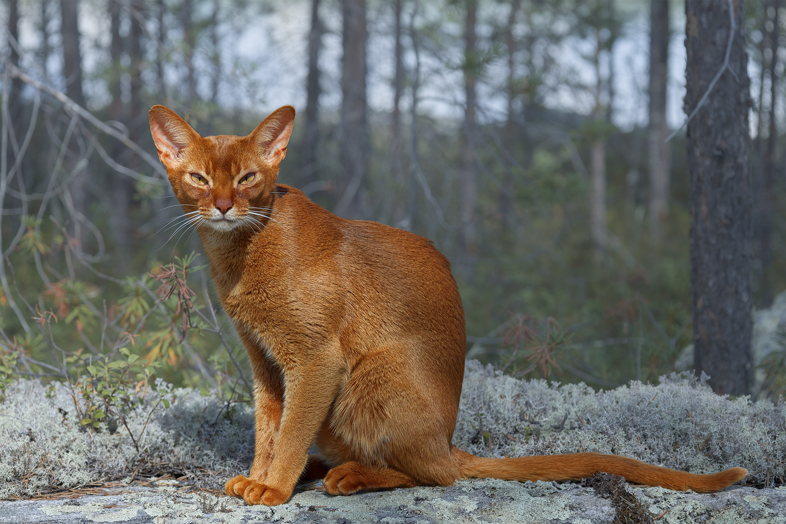 , Михайлова Елена