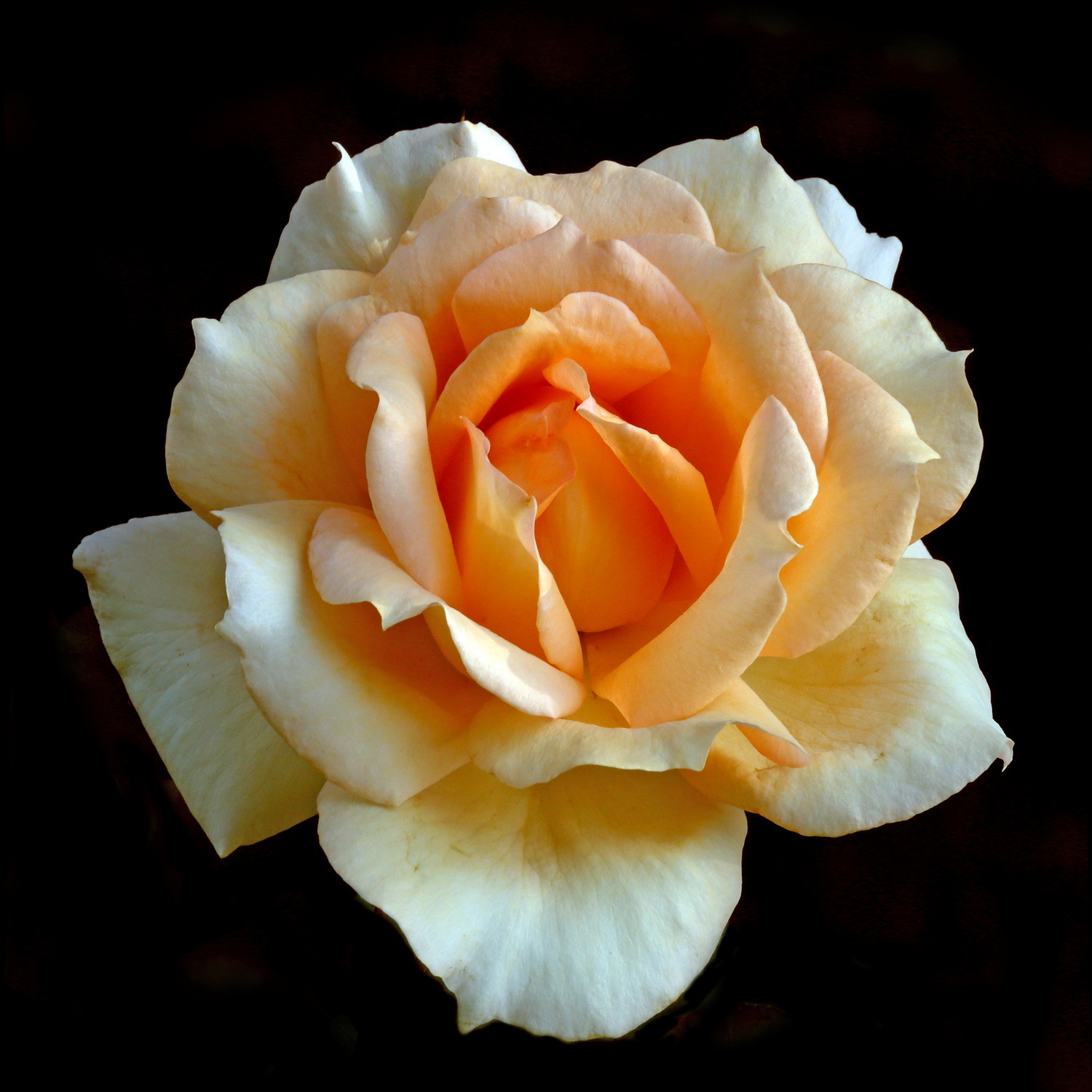 , Бибичков Михаил