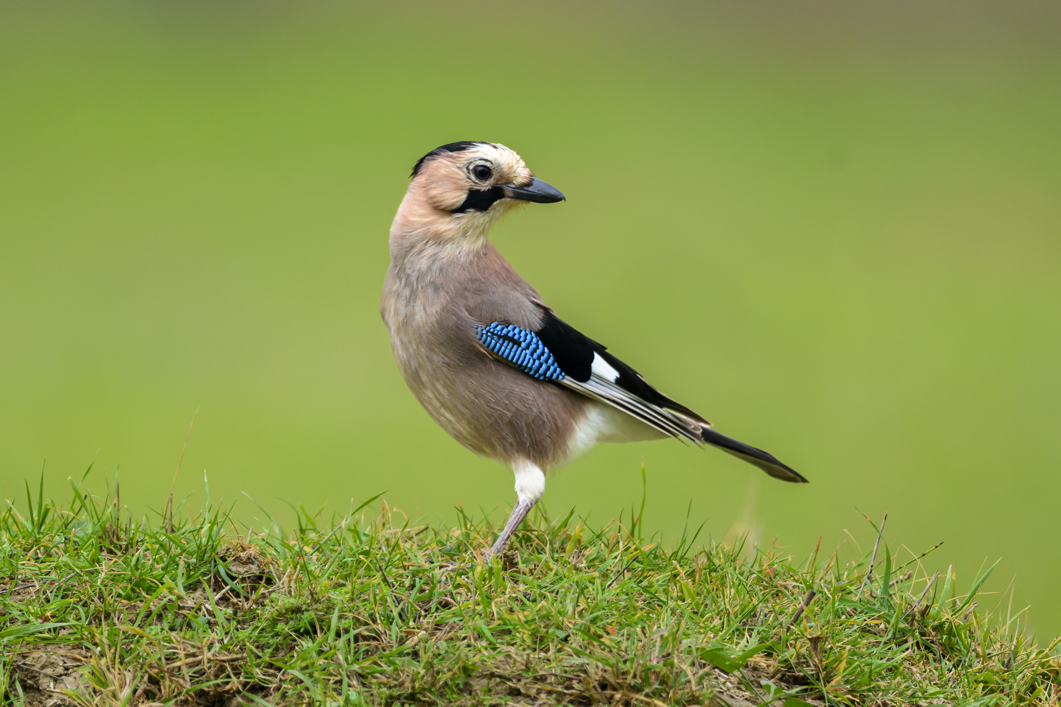 , Пупонин Сергей