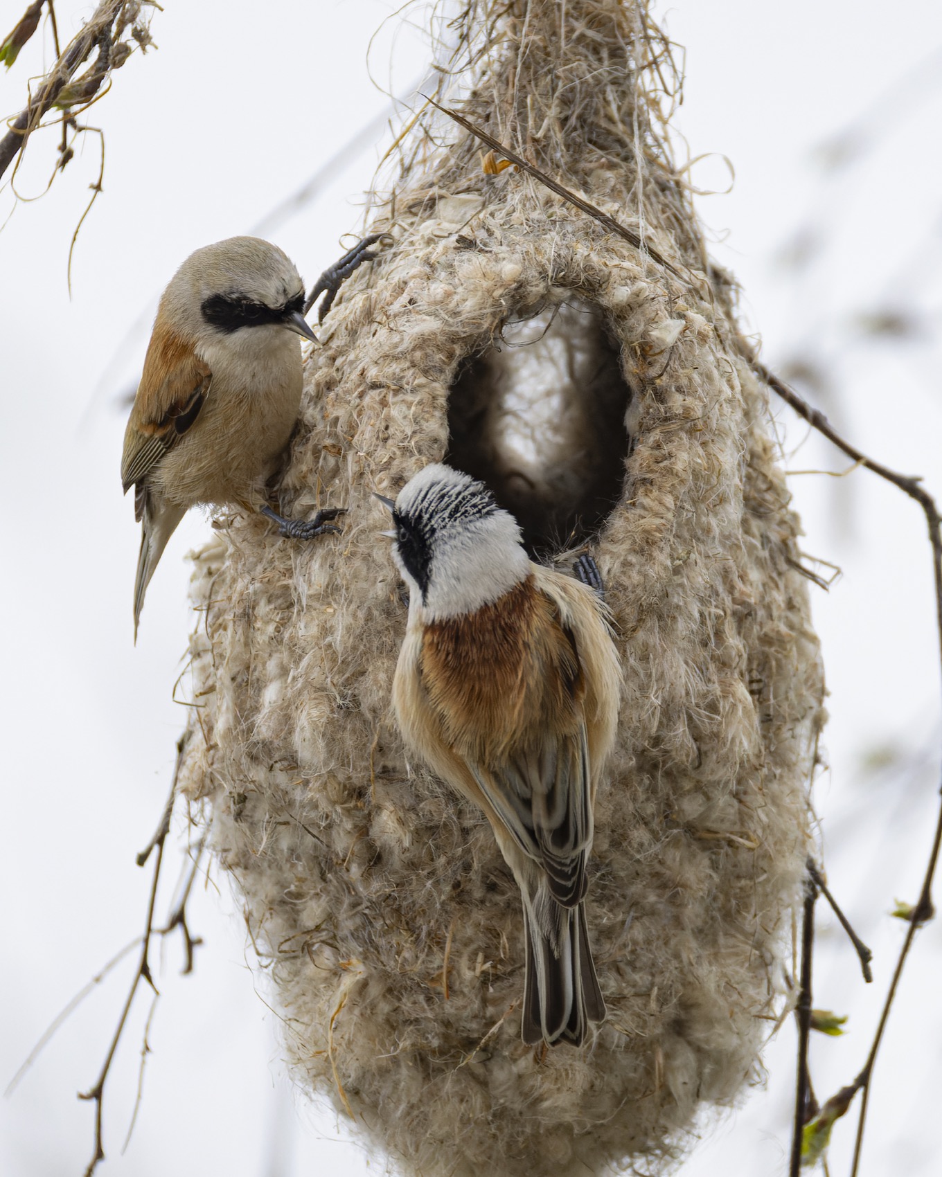 ремез, птицы, Ruslan Pl