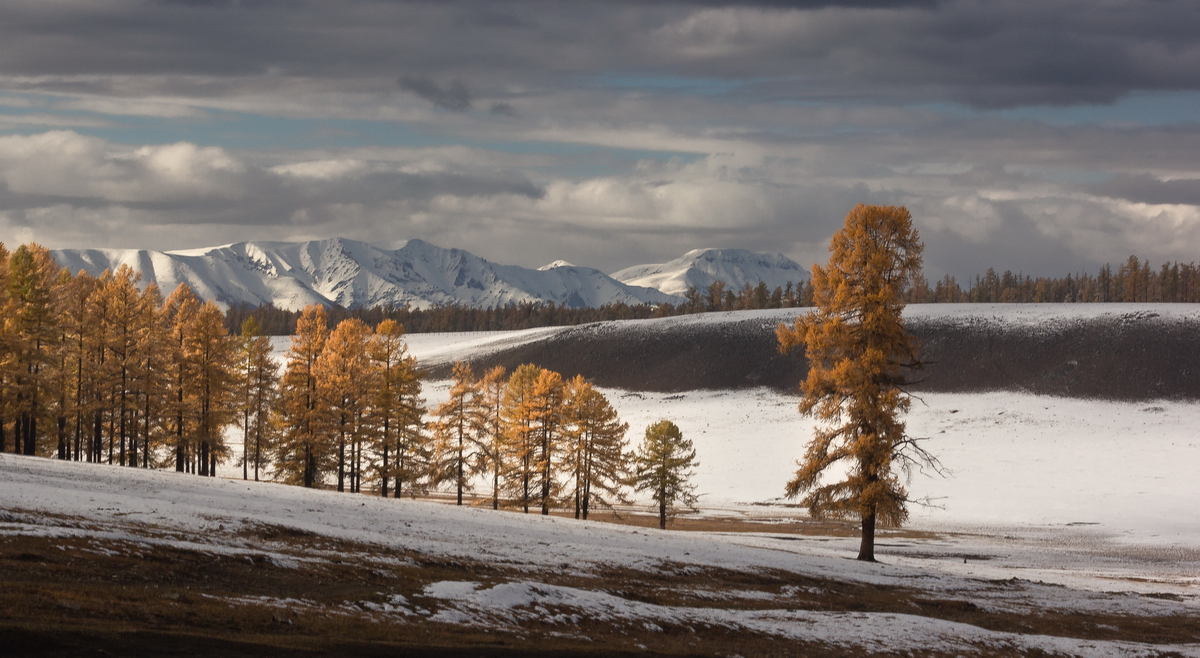 , Трофимов Алексей