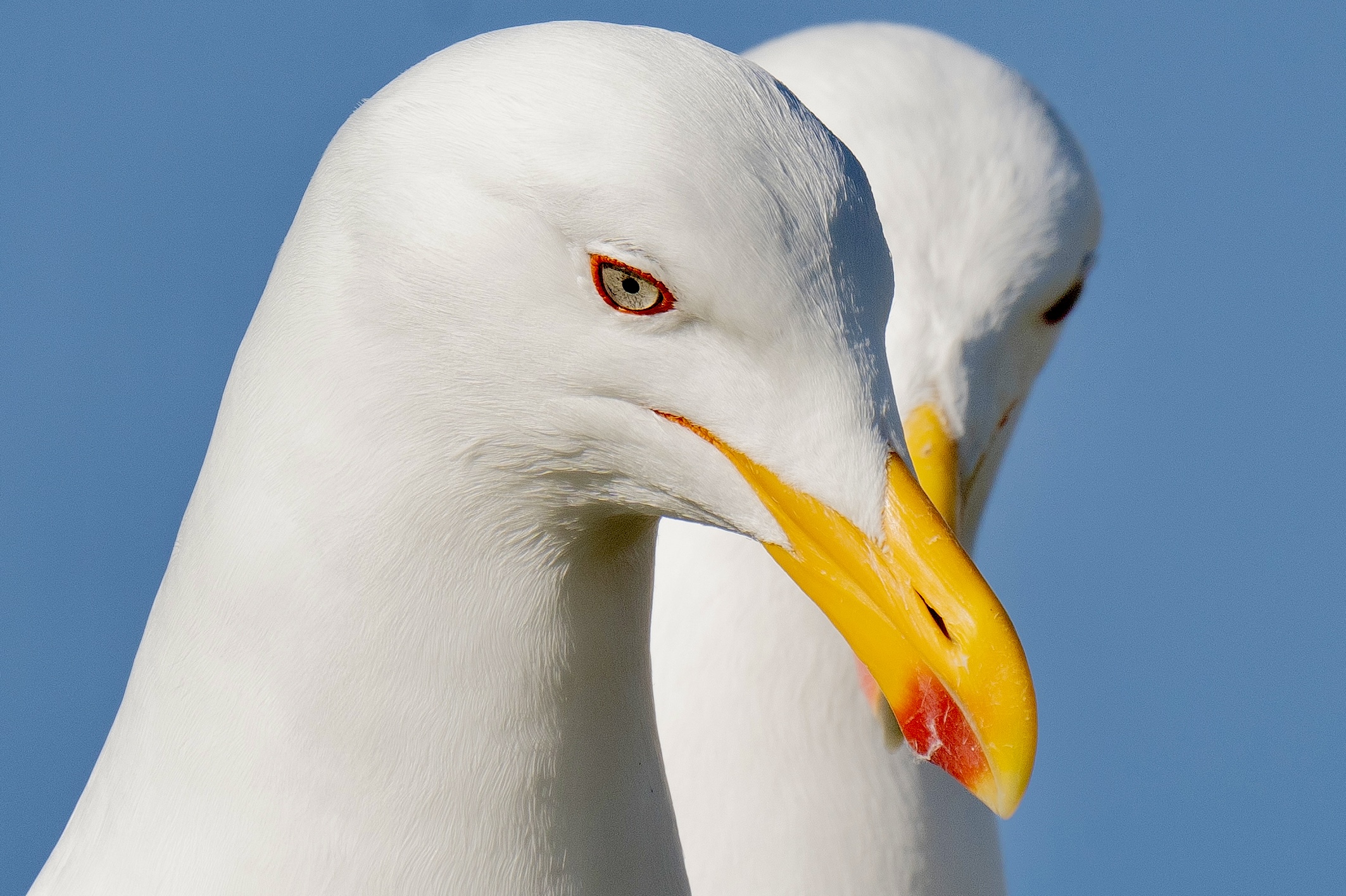 , Владимир Цветов