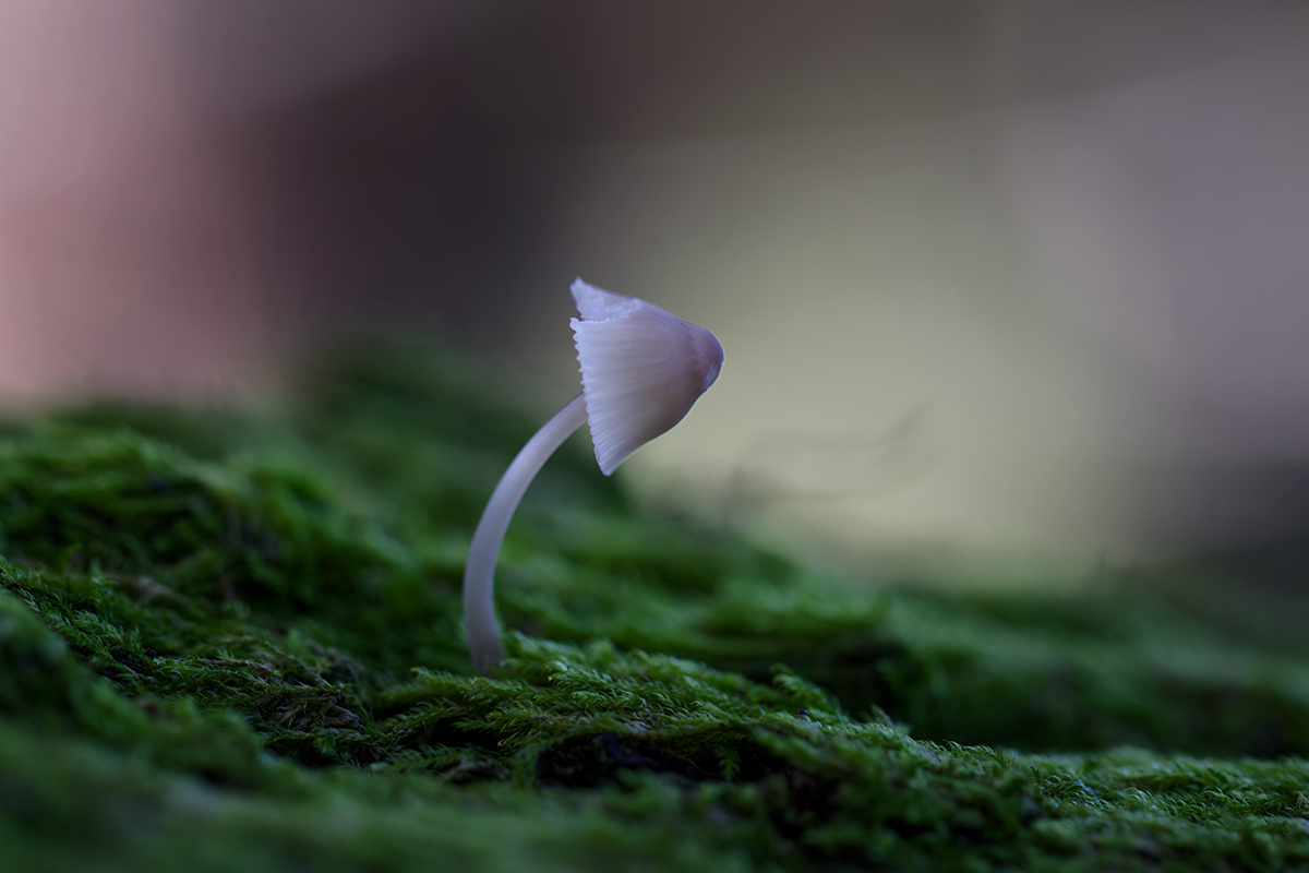 macro, гриб, макро, mushroom, Хилько Марина