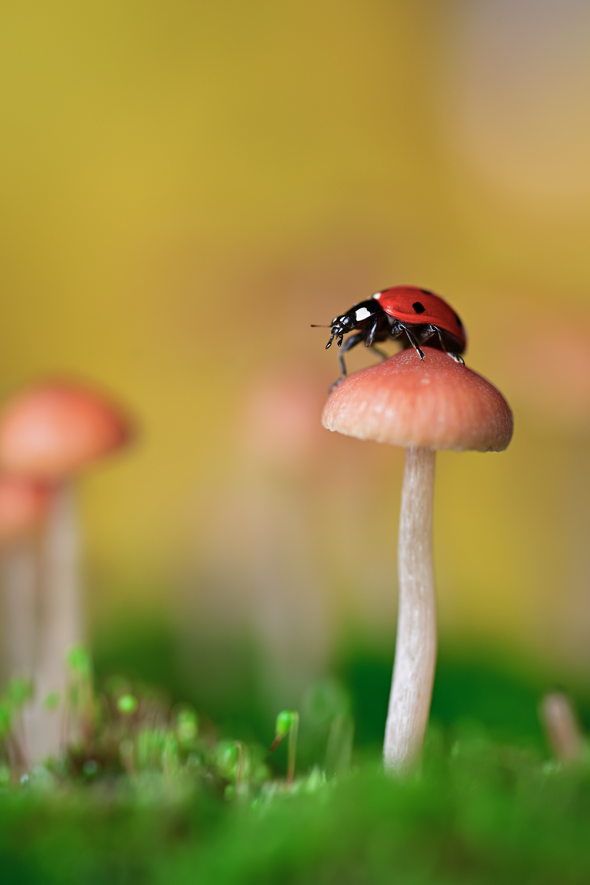 ceclii, macro, Tsvetan Ganev