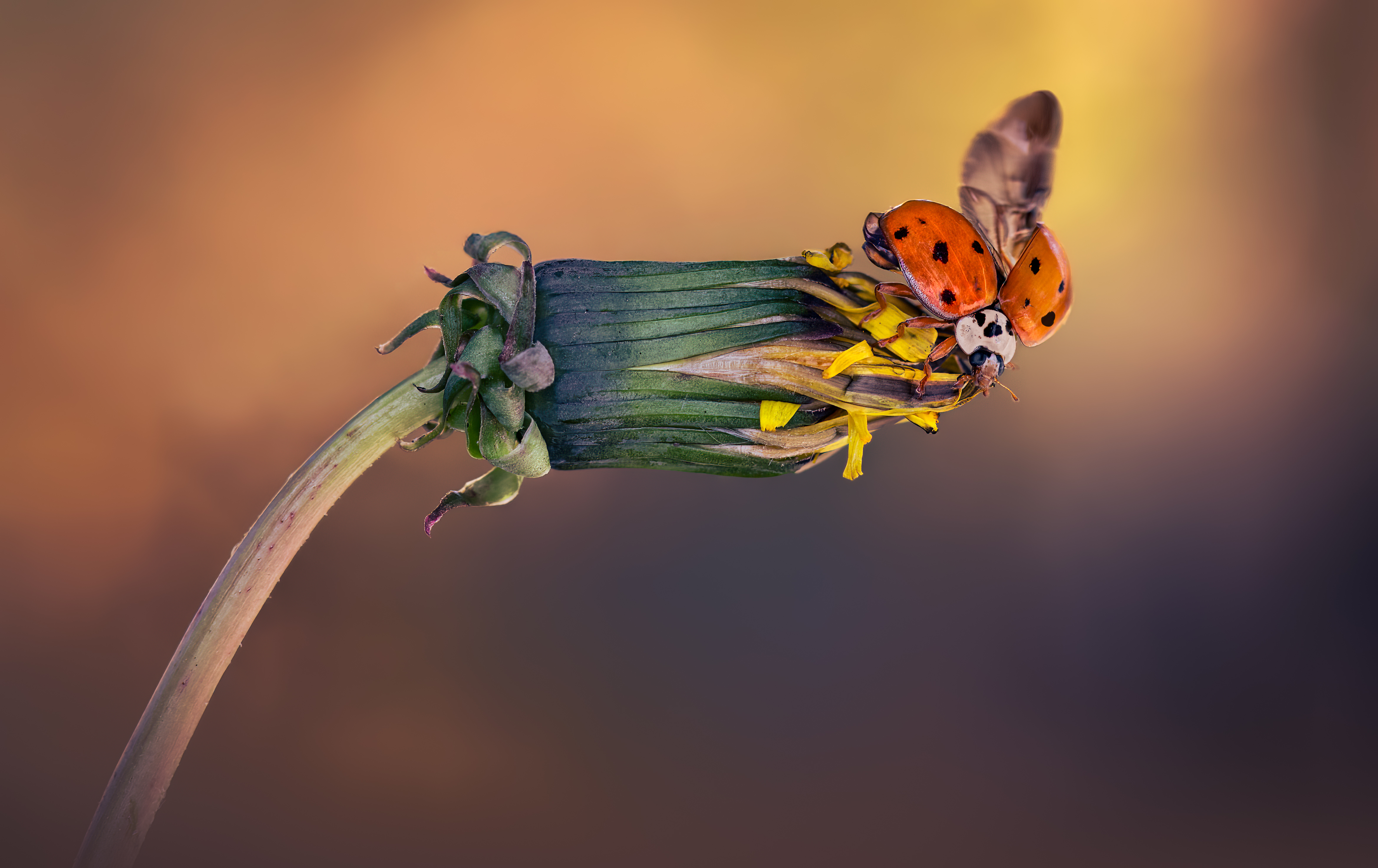 ladybug, beetle, insect, flower, macro, bugs, ladybird,, Atul Saluja