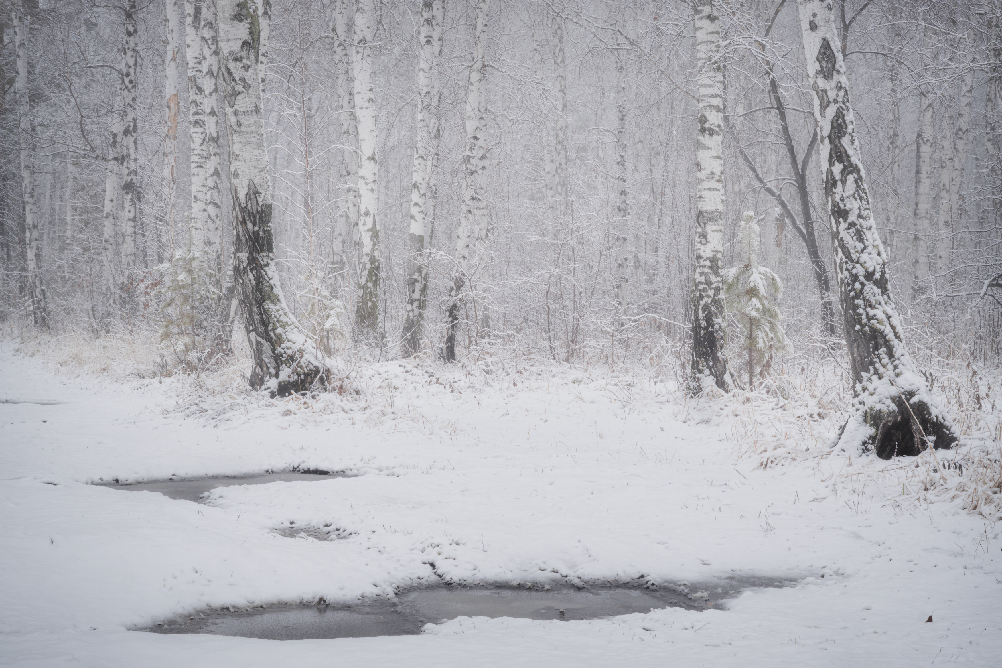 , Толстоноженко Илья