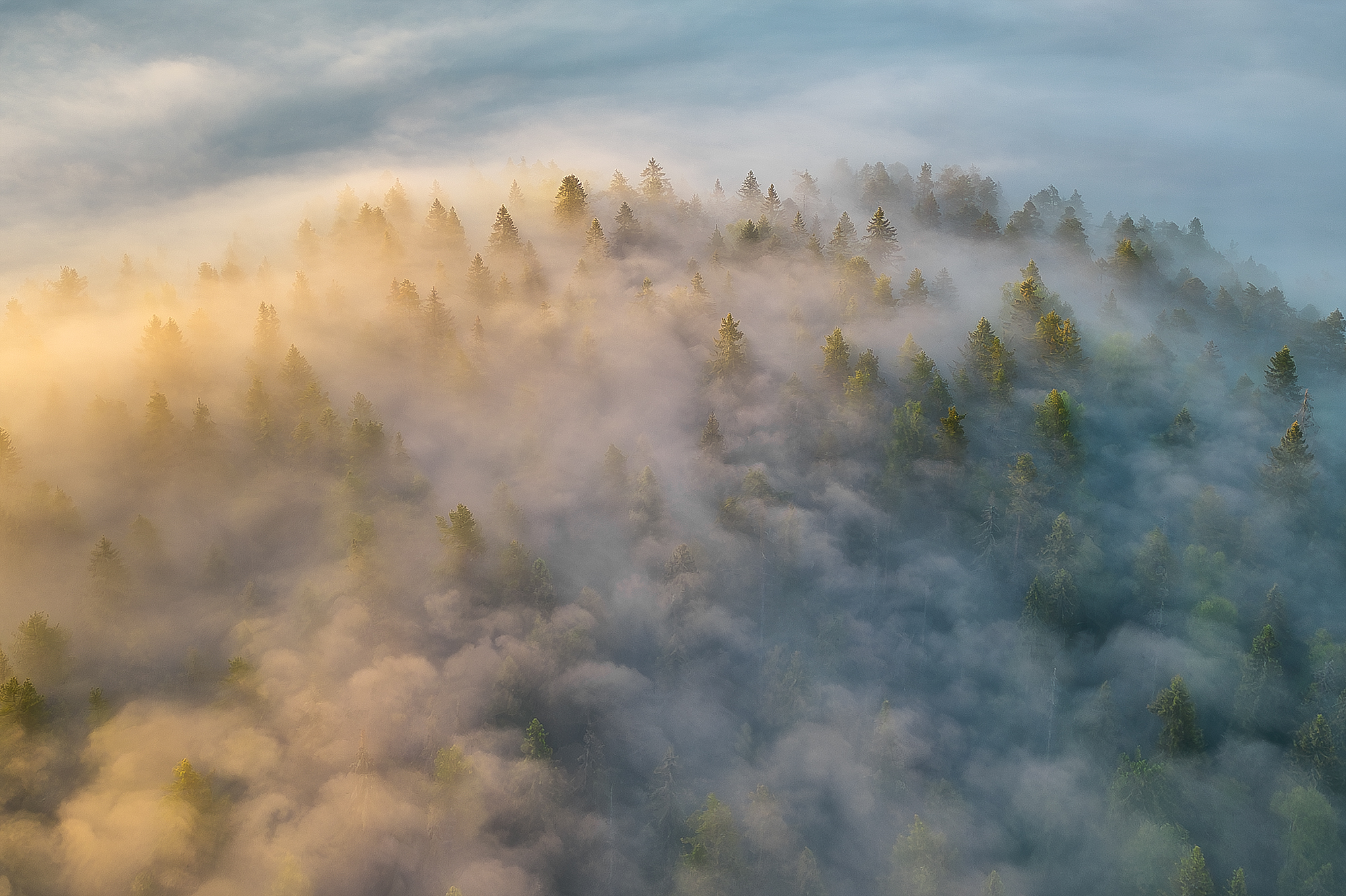 природа, пейзаж, утро, рассвет, туман, болото, ленобласть, болото озёрное, ленинградская область, еловый лес, природный заказник, оопт,, Alexander Pashenichev