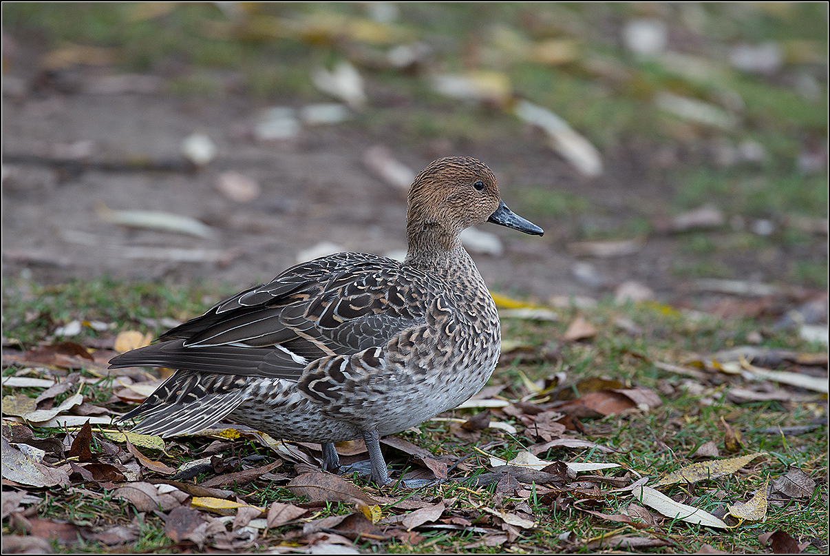 москва, ноябрь, парк, птица, АНАТОЛИЙ ДОВЫДЕНКО