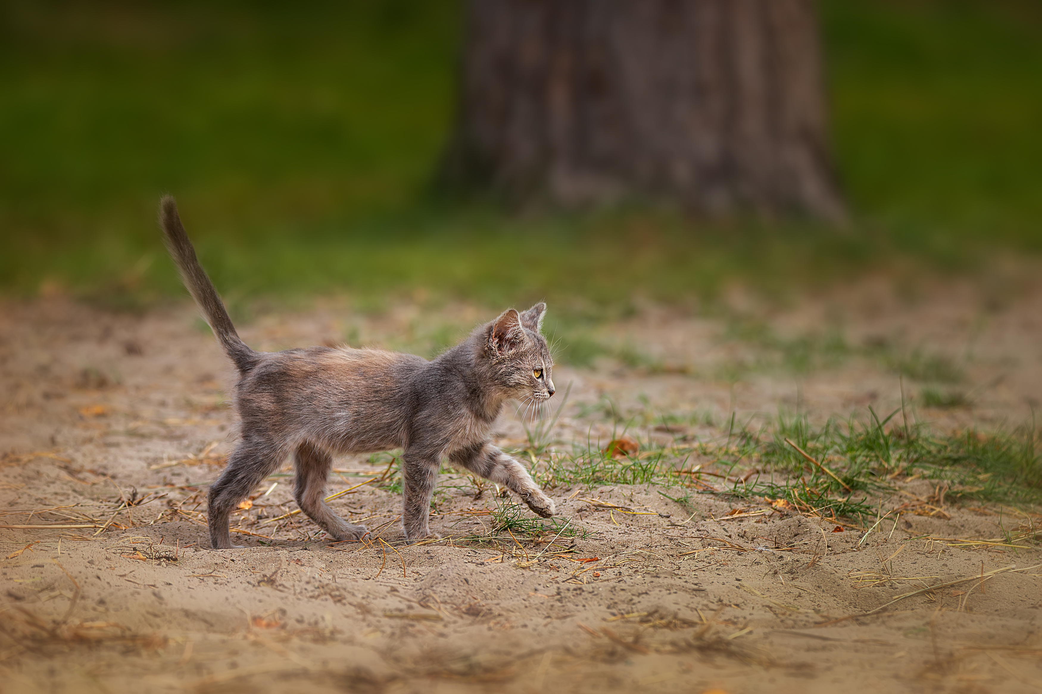 cat, Корнеев Алексей