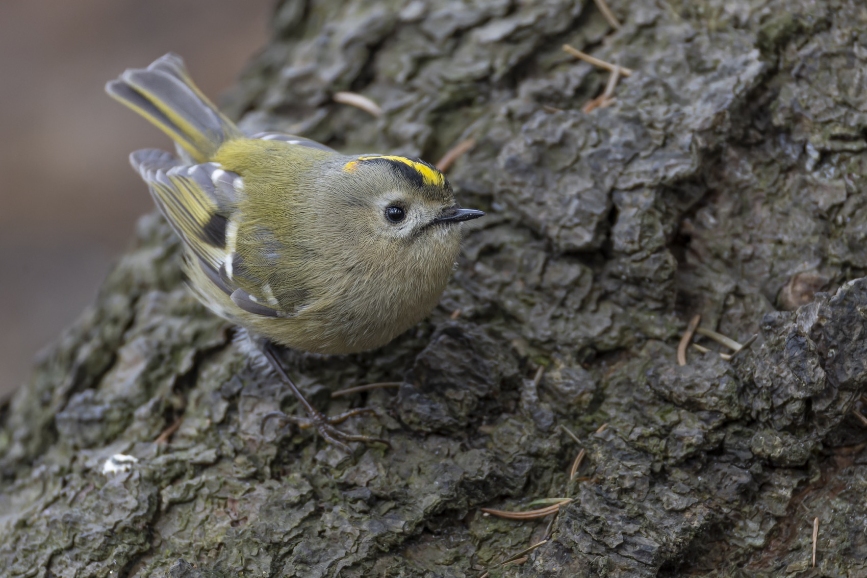 королек, желтоголовый королек, птицы, Ruslan Pl
