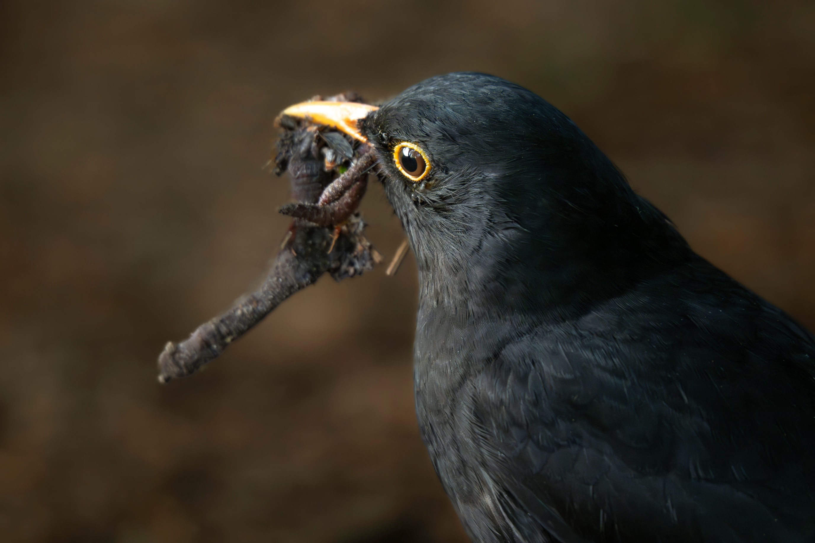 , Ширгин Сергей