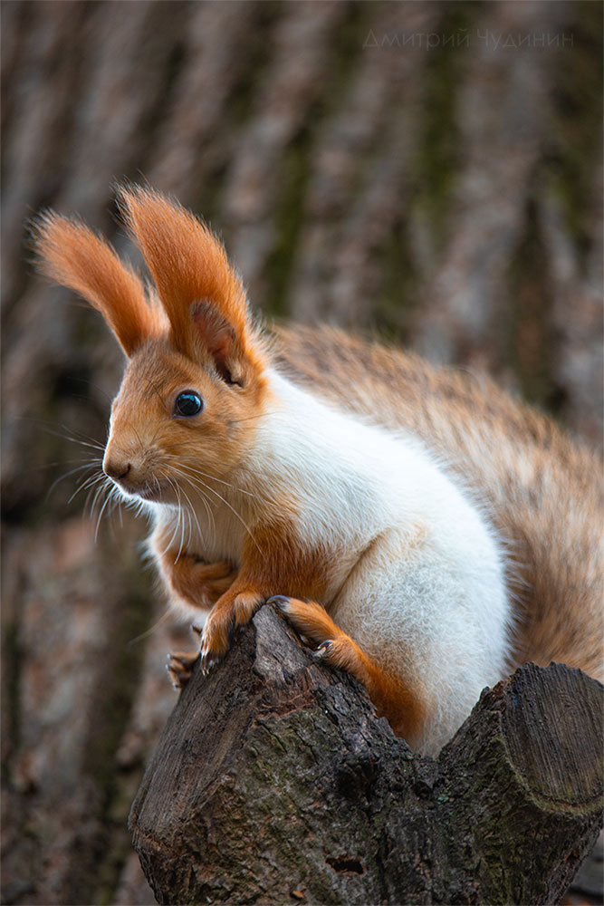 , Чудинин Дмитрий