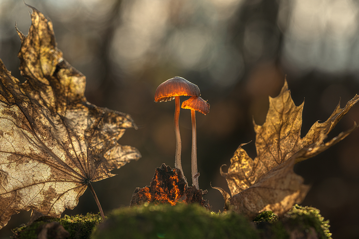 осень, лес, грибы, макро, Рябов Игорь