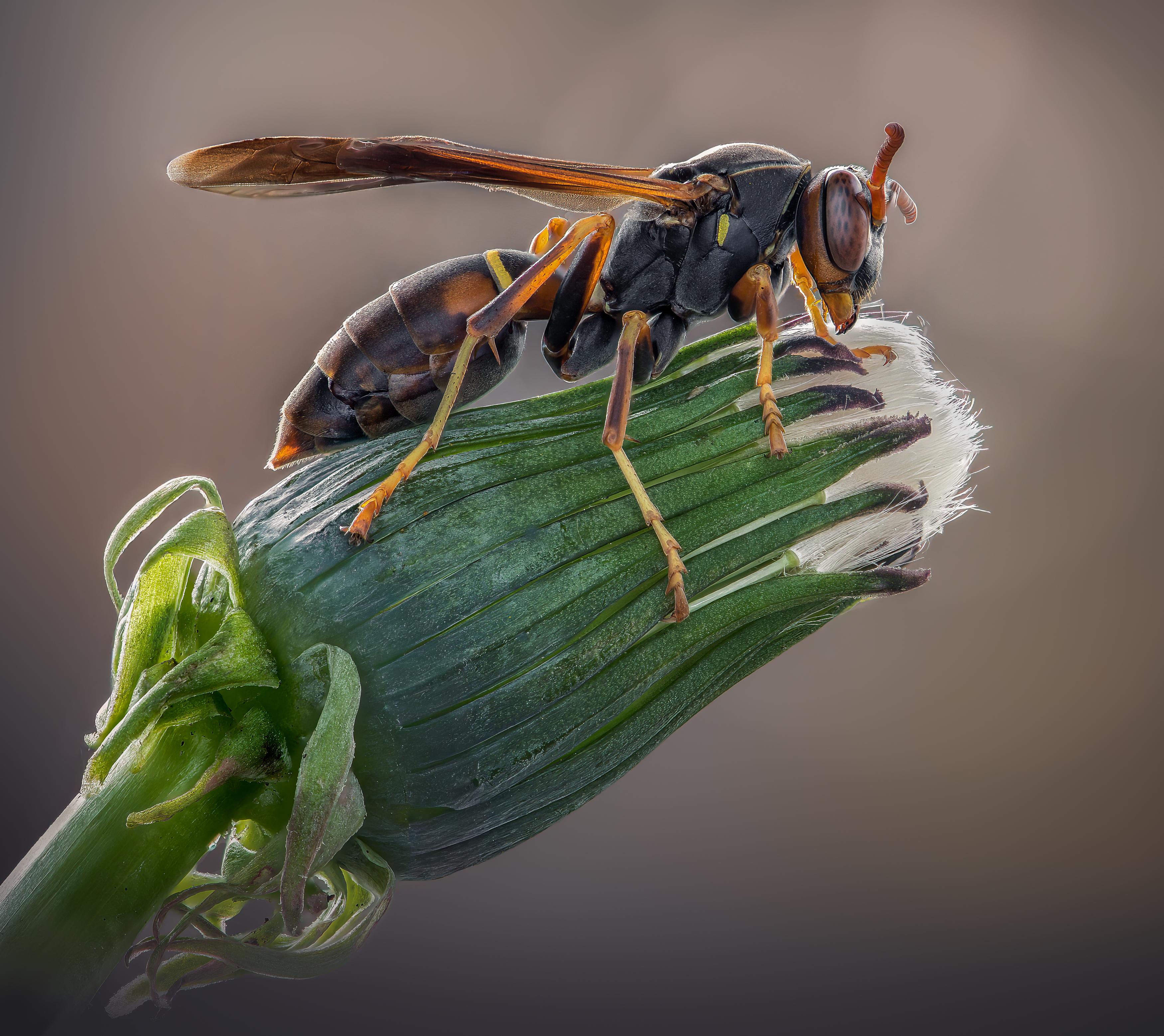 wasp, insect, macro, nature, wild, insects, bee,, Atul Saluja