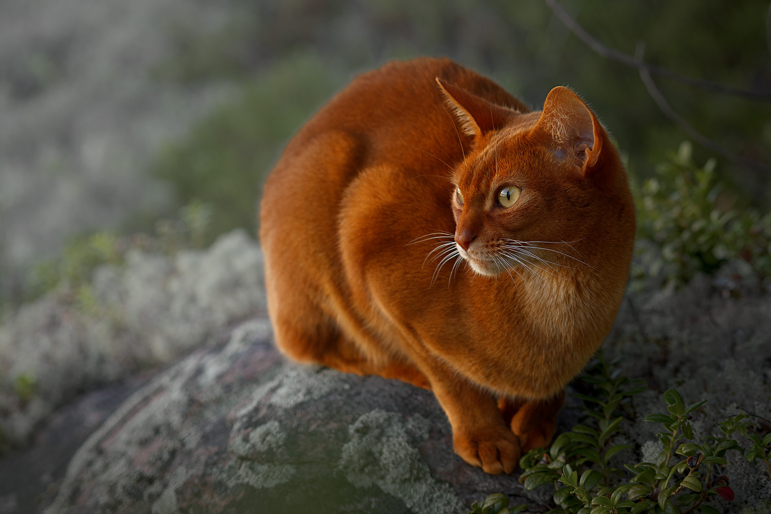 , Михайлова Елена