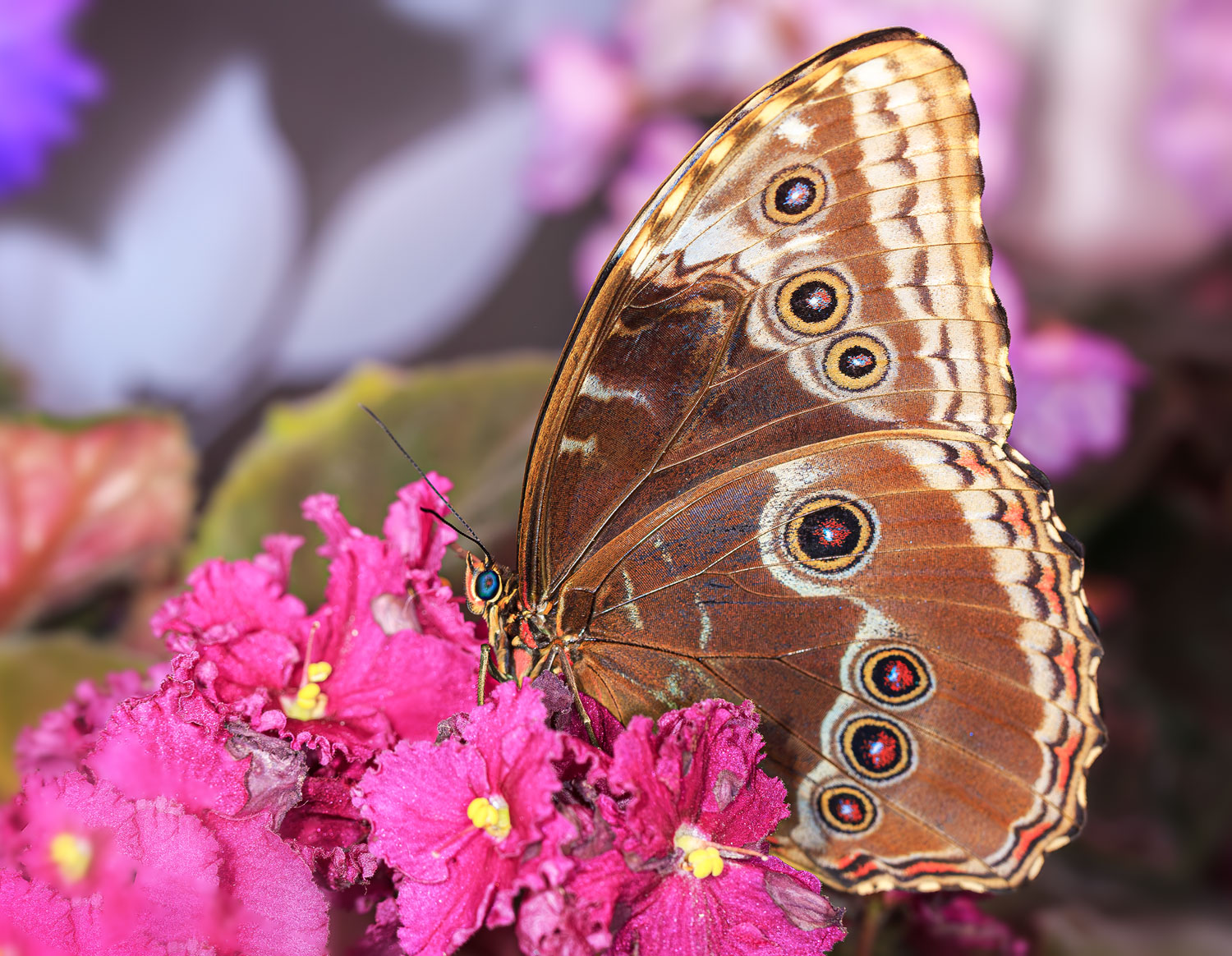 насекомые, бабочка, морфо, пелеида, тропическая, Борис Новиков