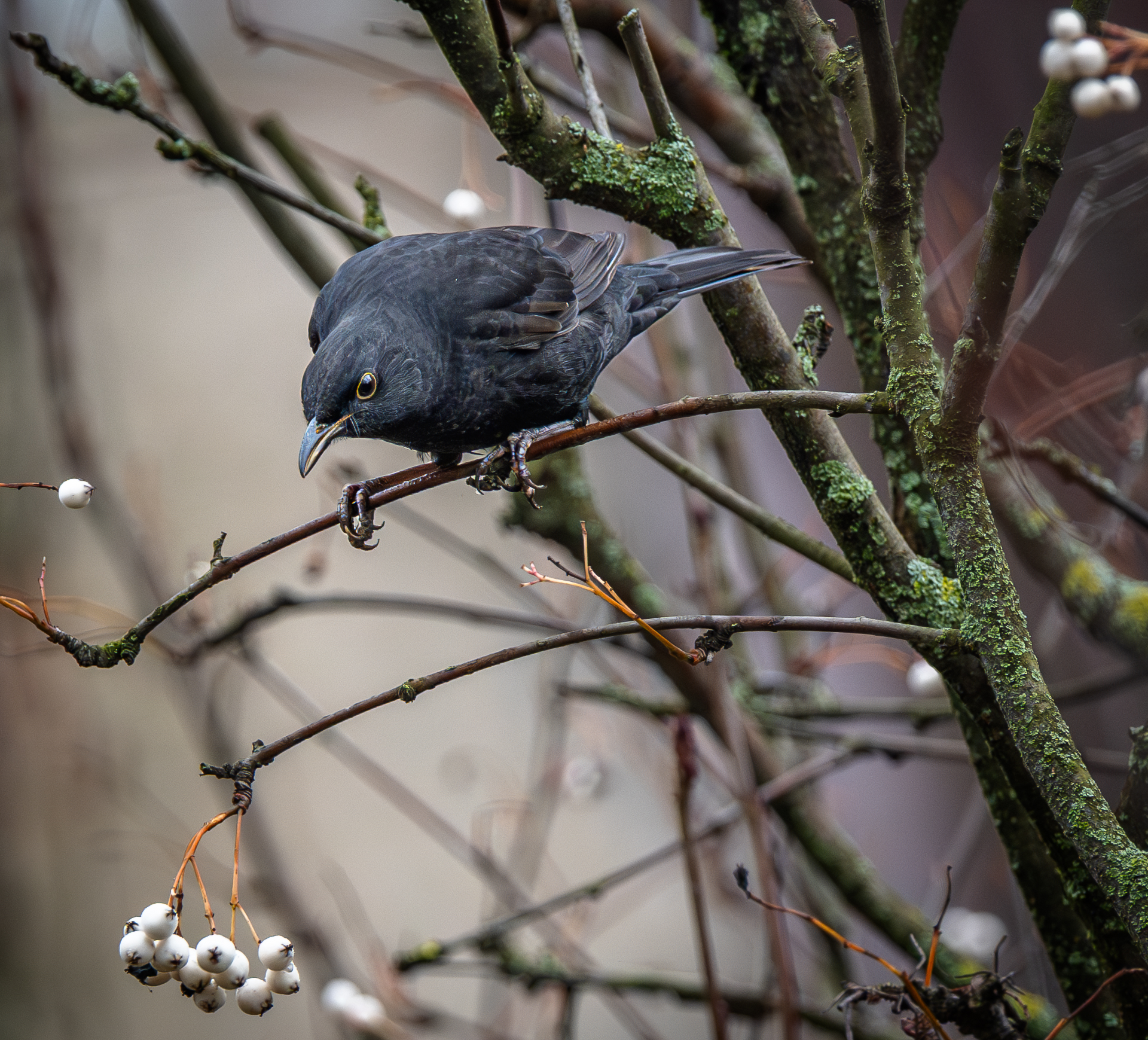 , Курлянцев Алексей