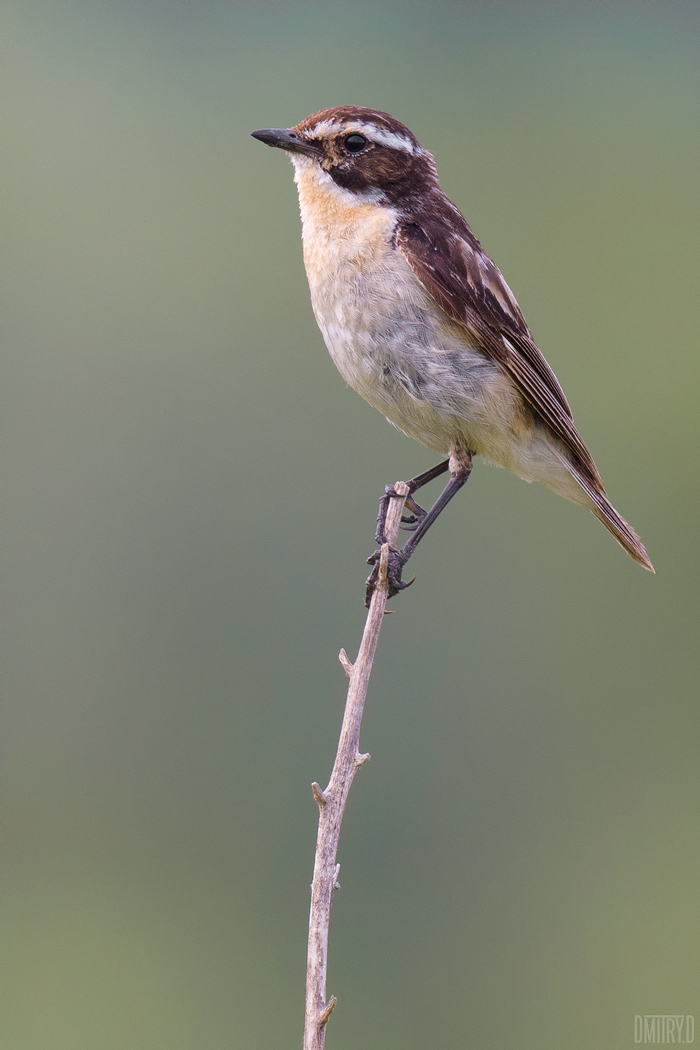 , Дмитрий Доронин