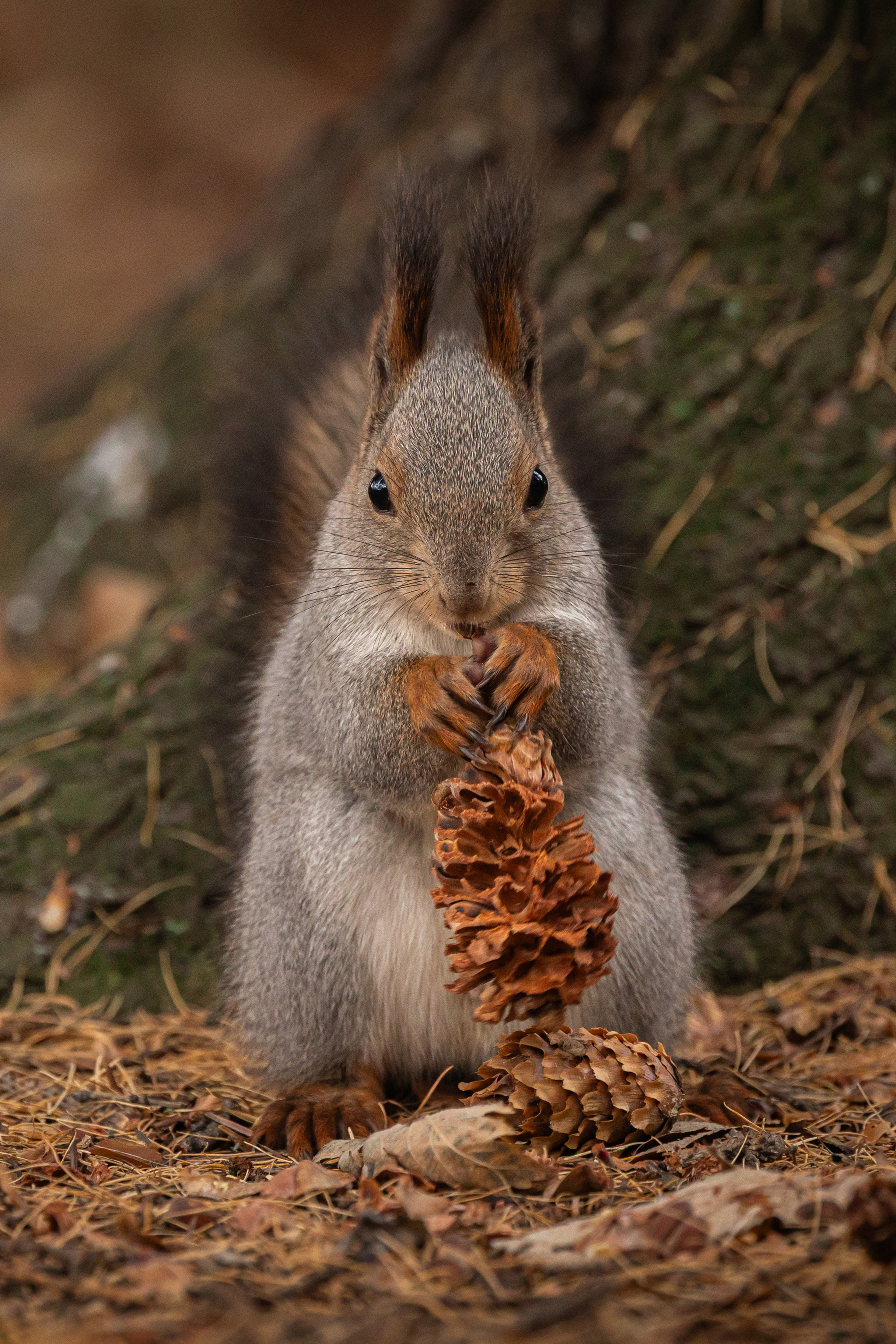 , Щепанов Дмитрий