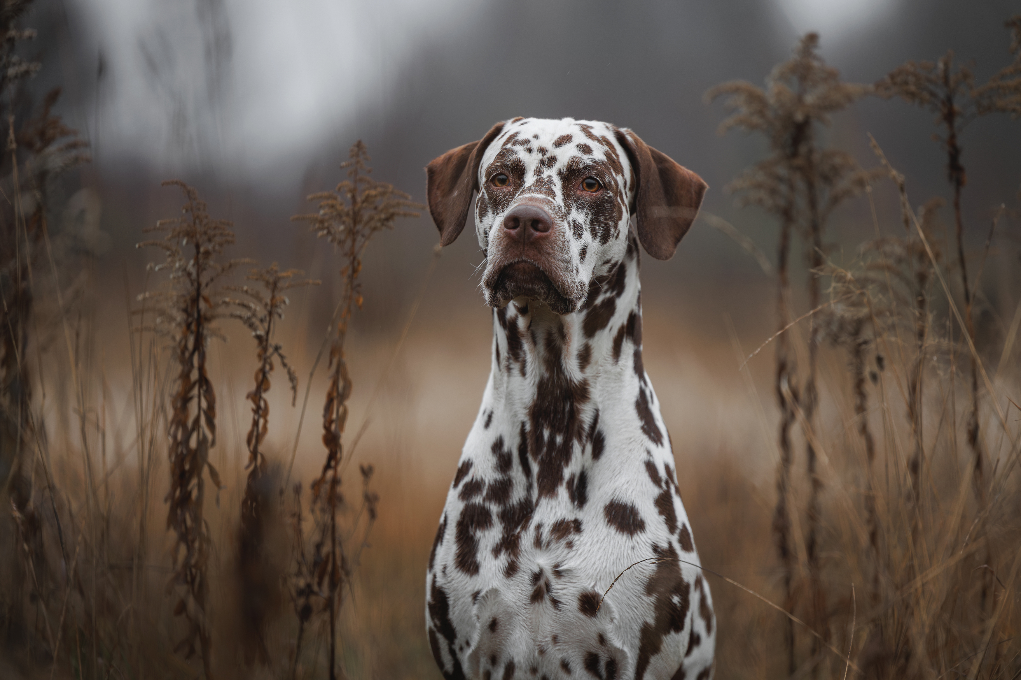 , Яна Нарбутович