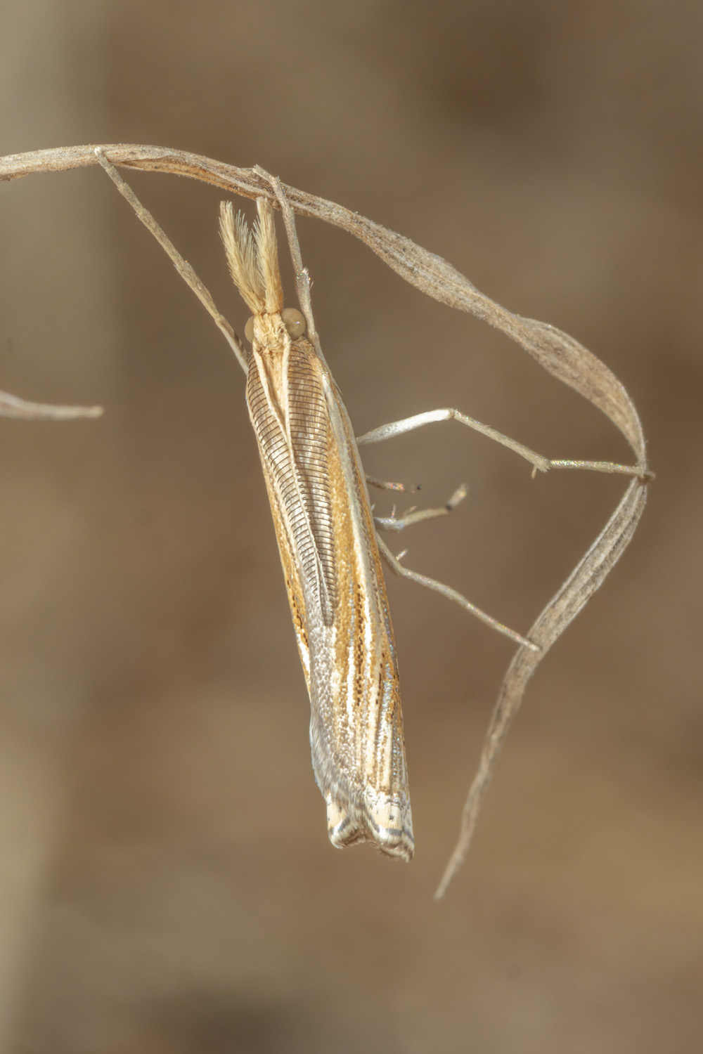 #macro #insects #nature #closeup, Nikolay Tatarchuk