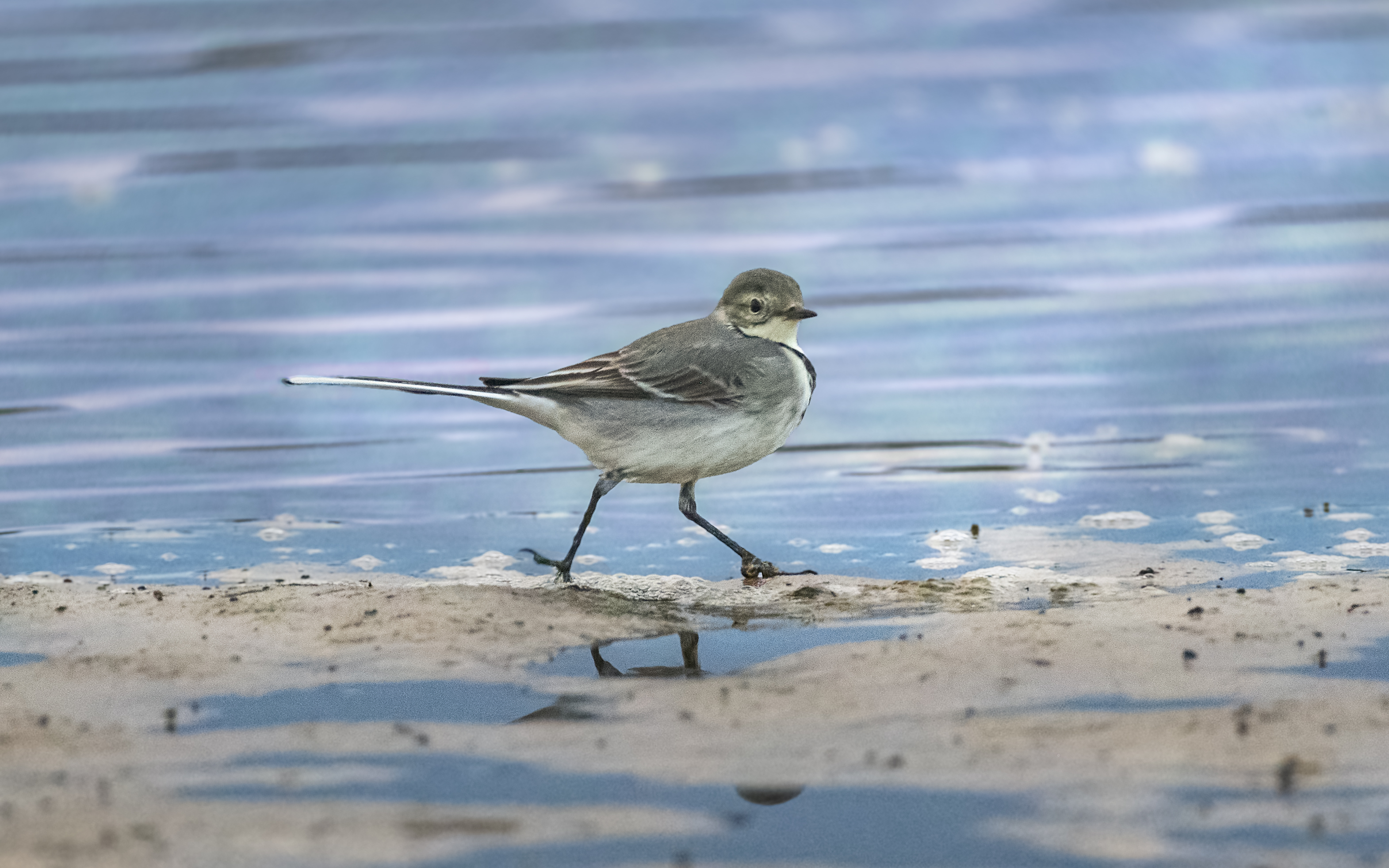 белая трясогузка, white wagtail, Motacilla alba, птица, дикая природа, bird, wild bird, птицы России, birdwatching, nature, wildlife photography, close-up bird, Полина Шальнева